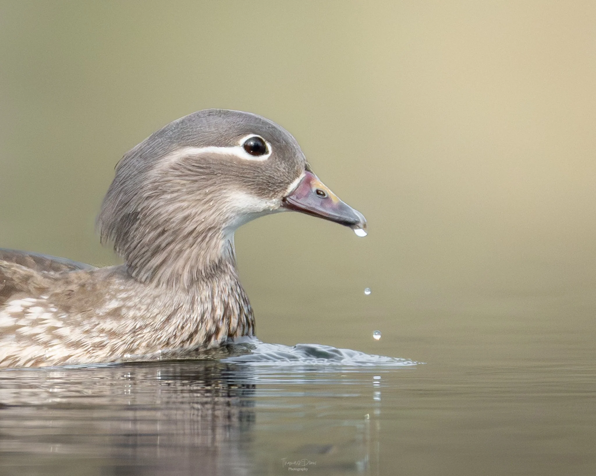 Close-up of a Female Mandarin Duck with water droplets falling from its beak, swimming on calm water.