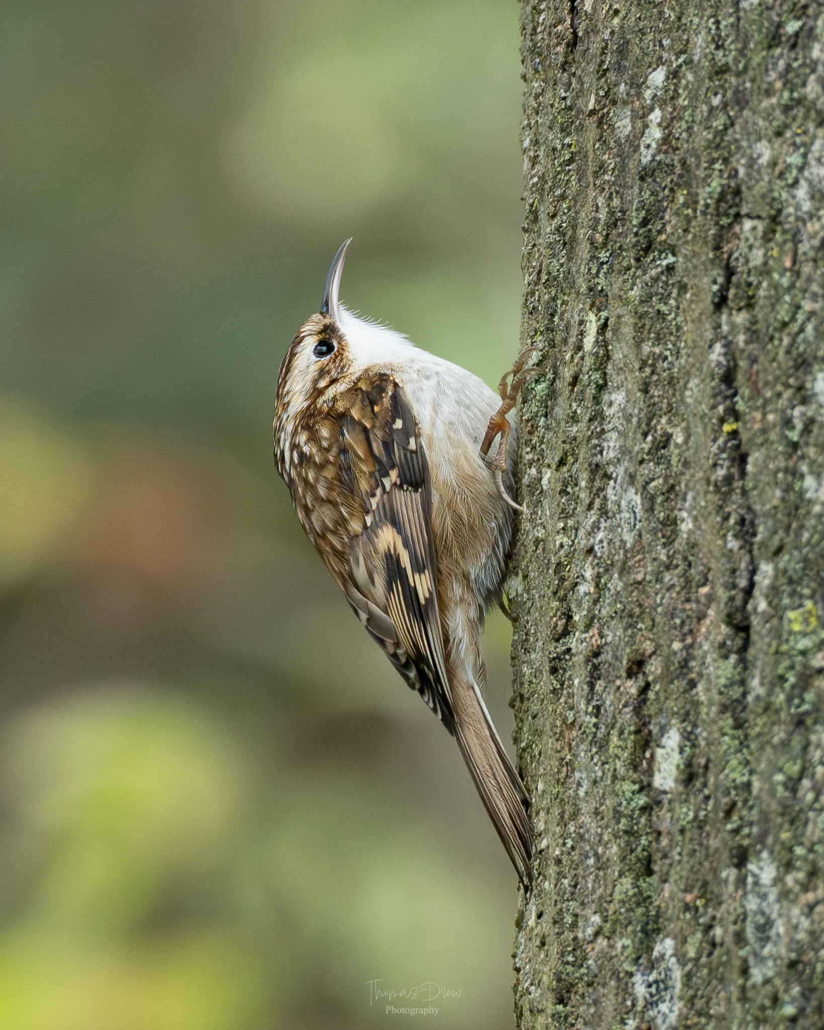 Image of a Treecreeper, a brown and white bird, perched on a tree trunk, with its head tilted upward.