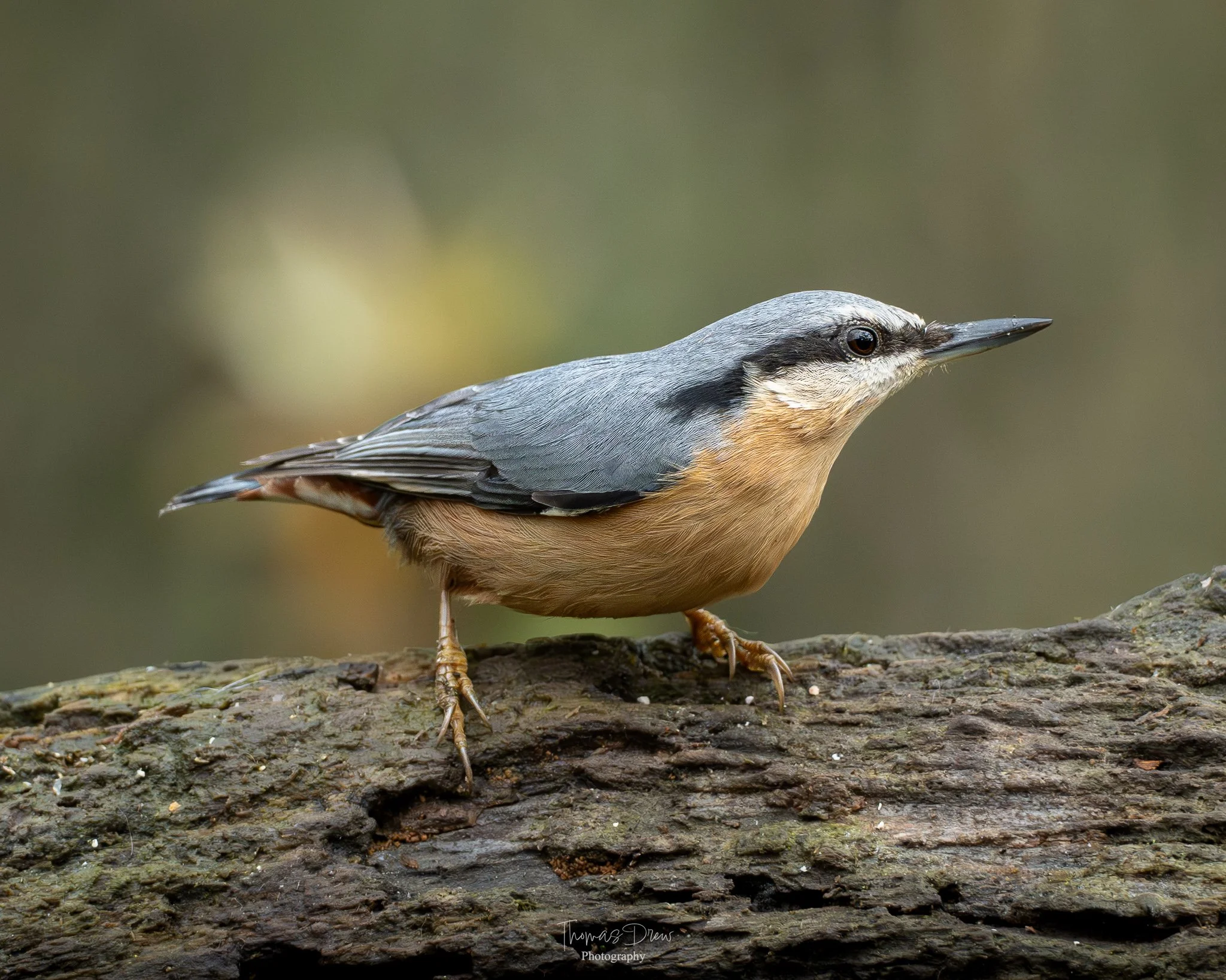 A Nuthatch bird with grey and tan feathers, perched on a rough, brown log, facing to the right.