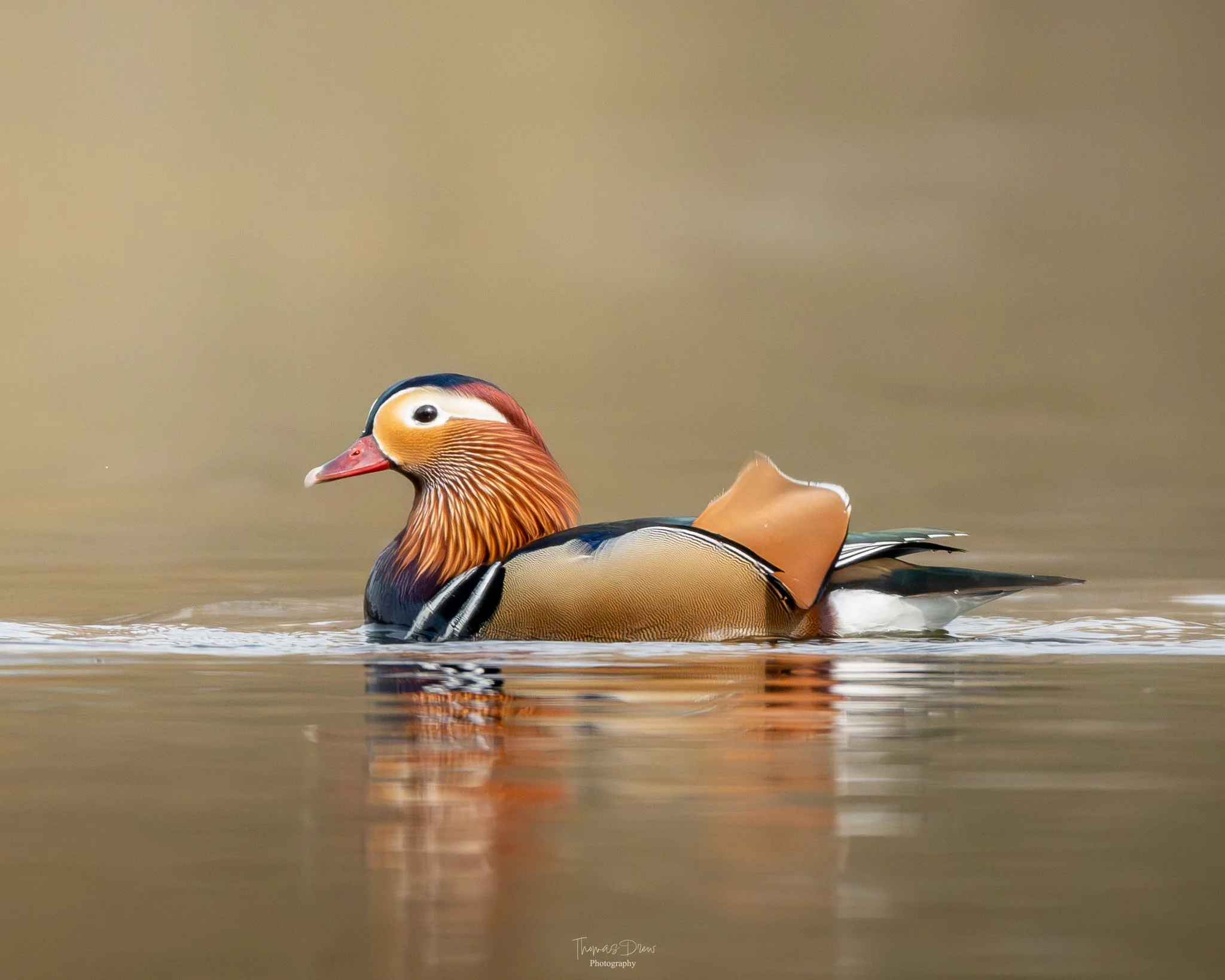 Image of a Male Mandarin duck swimming in calm water with a blurred background.