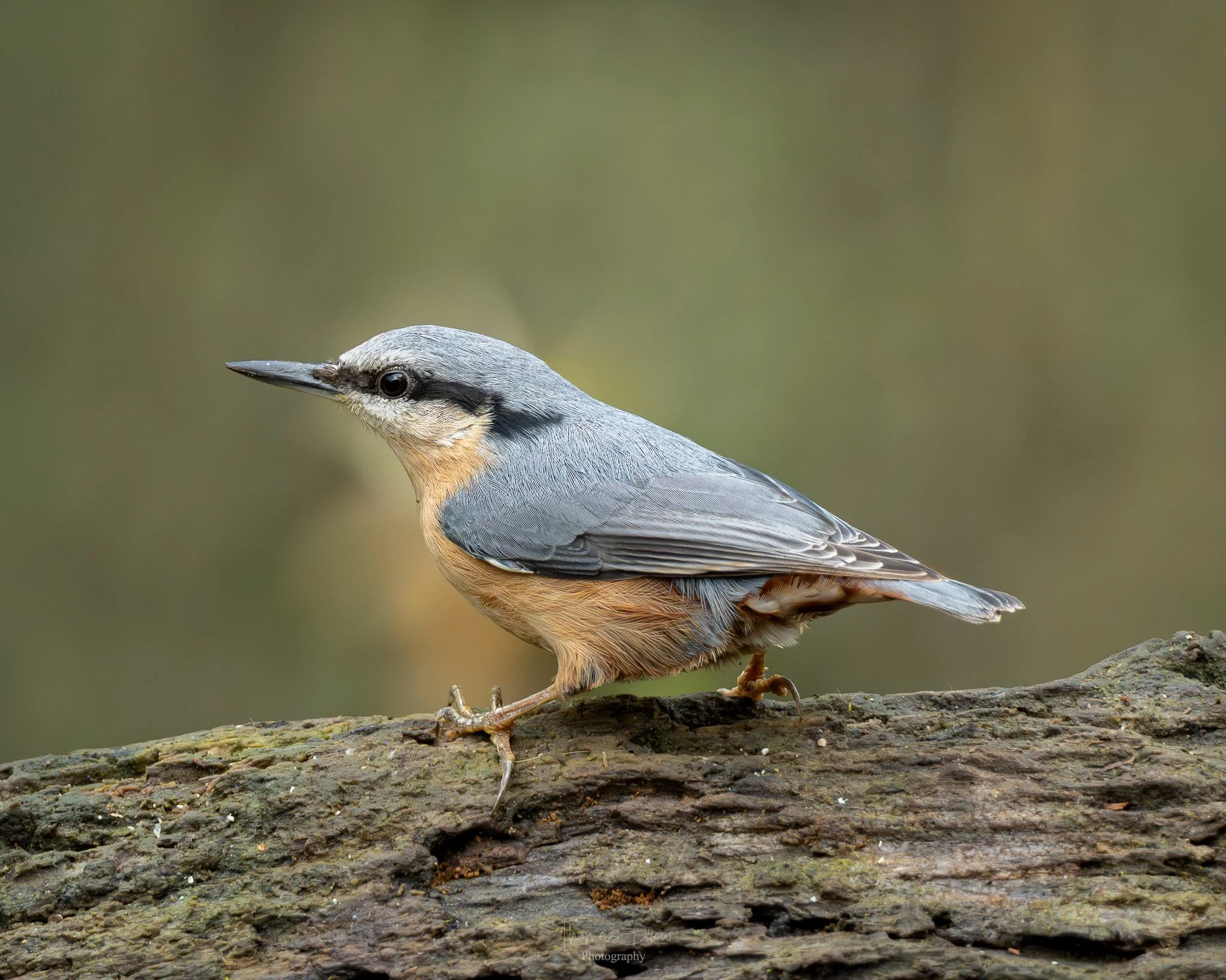 A Nuthatch bird perched on a tree branch in a natural setting.