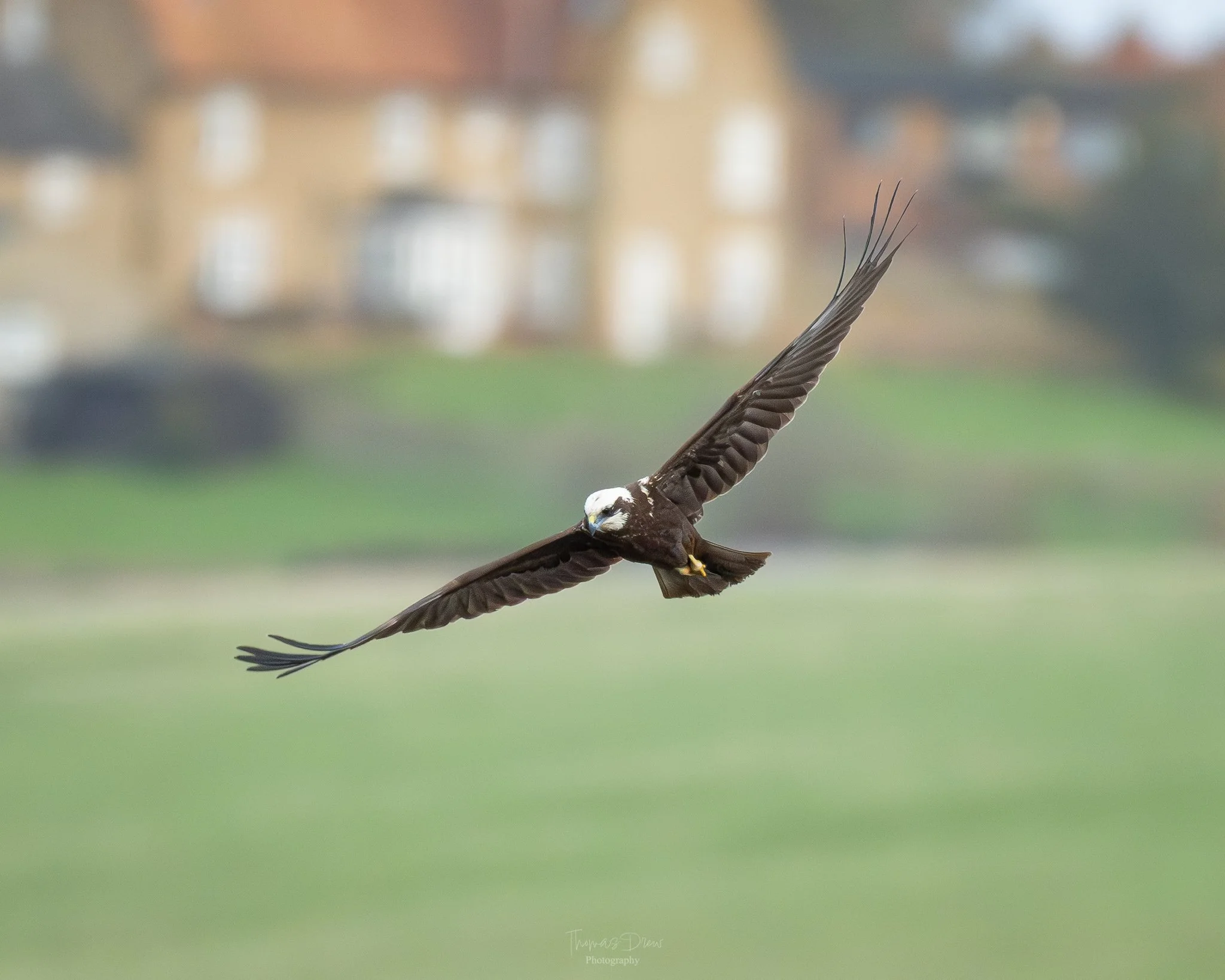 A bird of prey, a Marsh Harrier, soaring in the sky with a blurred background of houses and greenery.