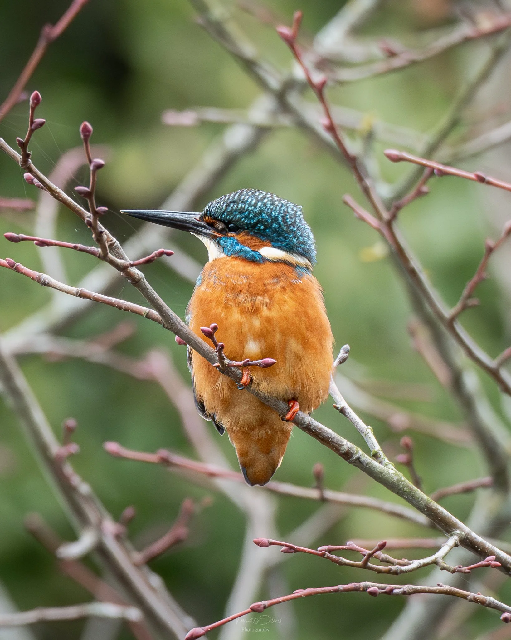 A colorful kingfisher bird perched on a branch surrounded by reddish buds, with a blurred green background.