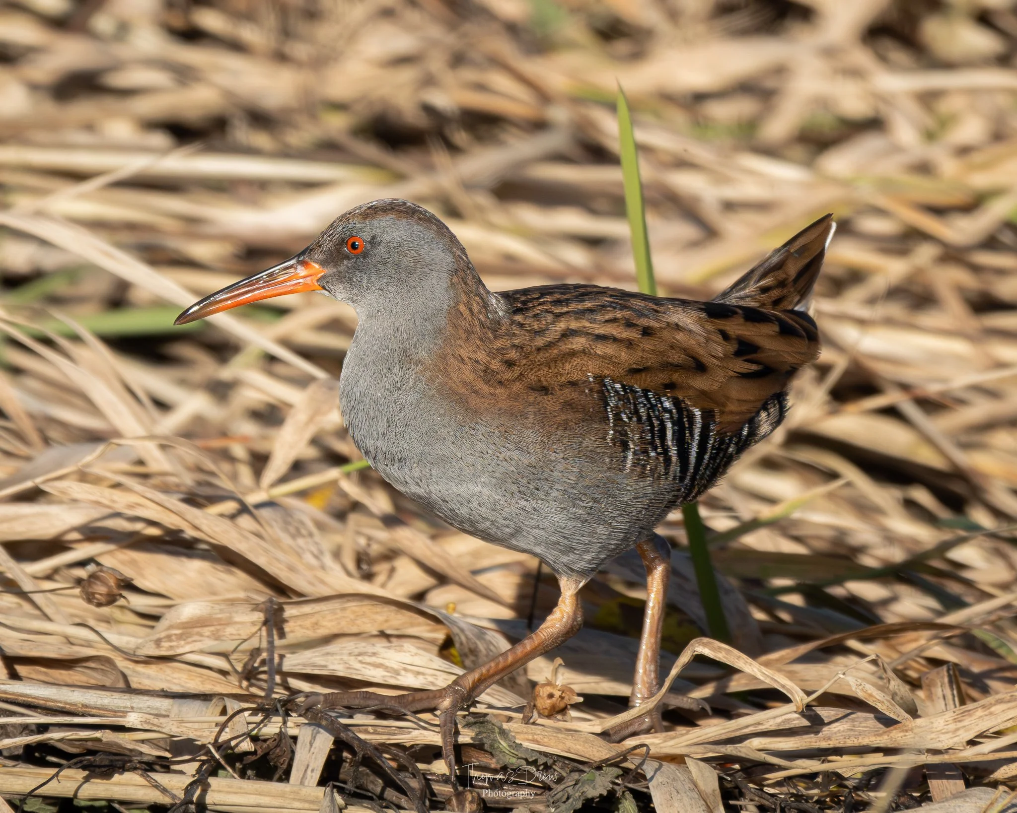 A Water Rail with a grey head, brown and black spotted body, and orange bill with a dark stripe, standing among dry grass and green foliage.