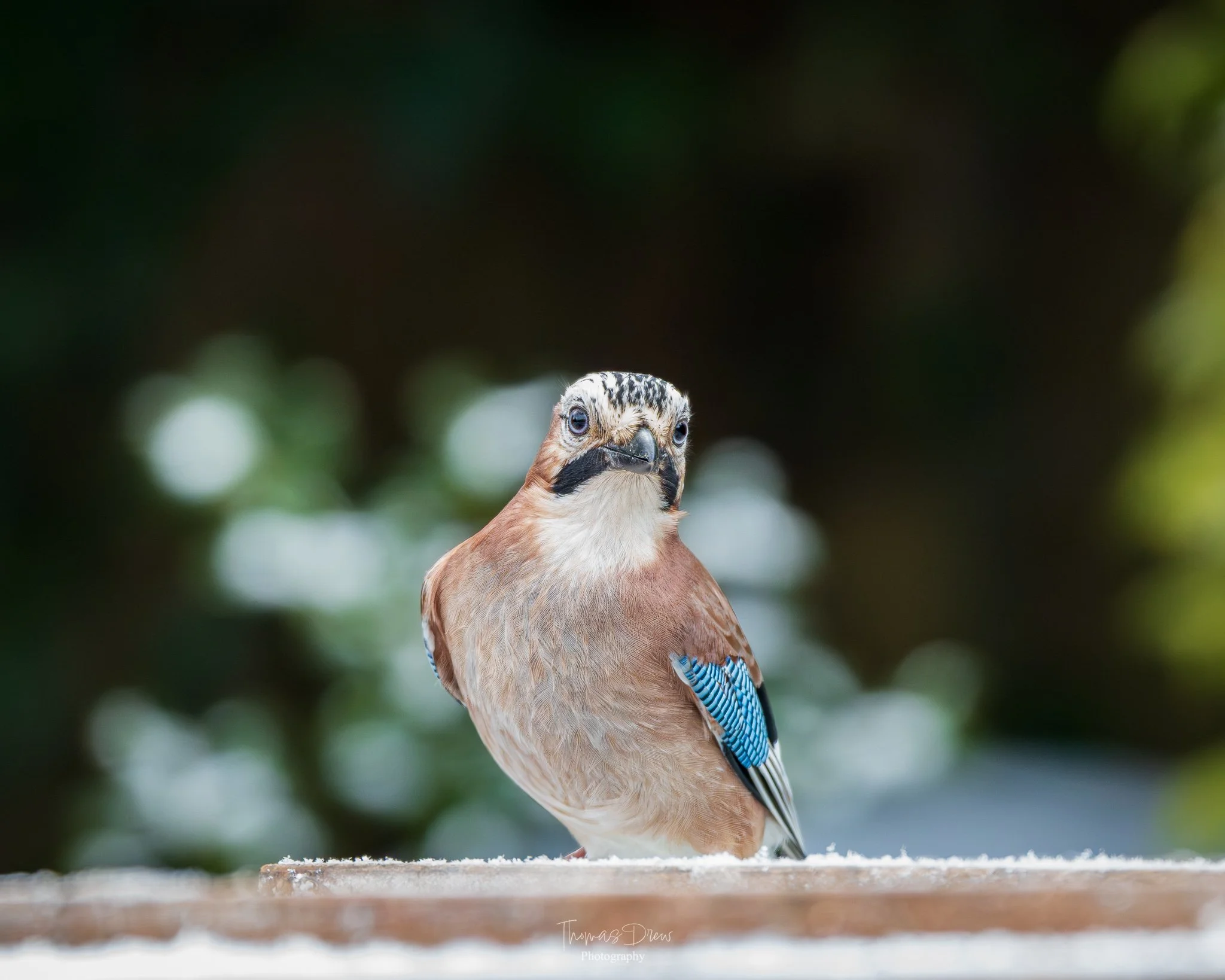 Close-up of a Eurasian Jay bird with a brown body, blue wings, and a feathered face, standing on a wooden surface with a blurred green background.