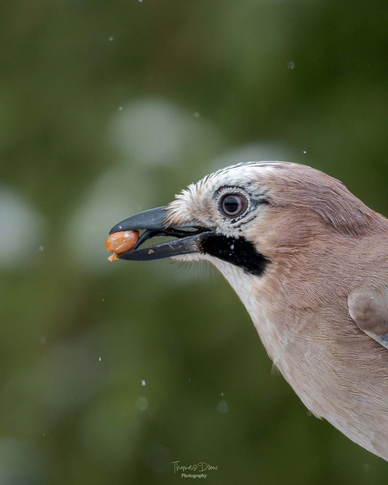 Close-up of a Eurasian Jay bird with a light brown and cream-coloured head, holding a small Peanut in its black beak. The background is blurred green.
