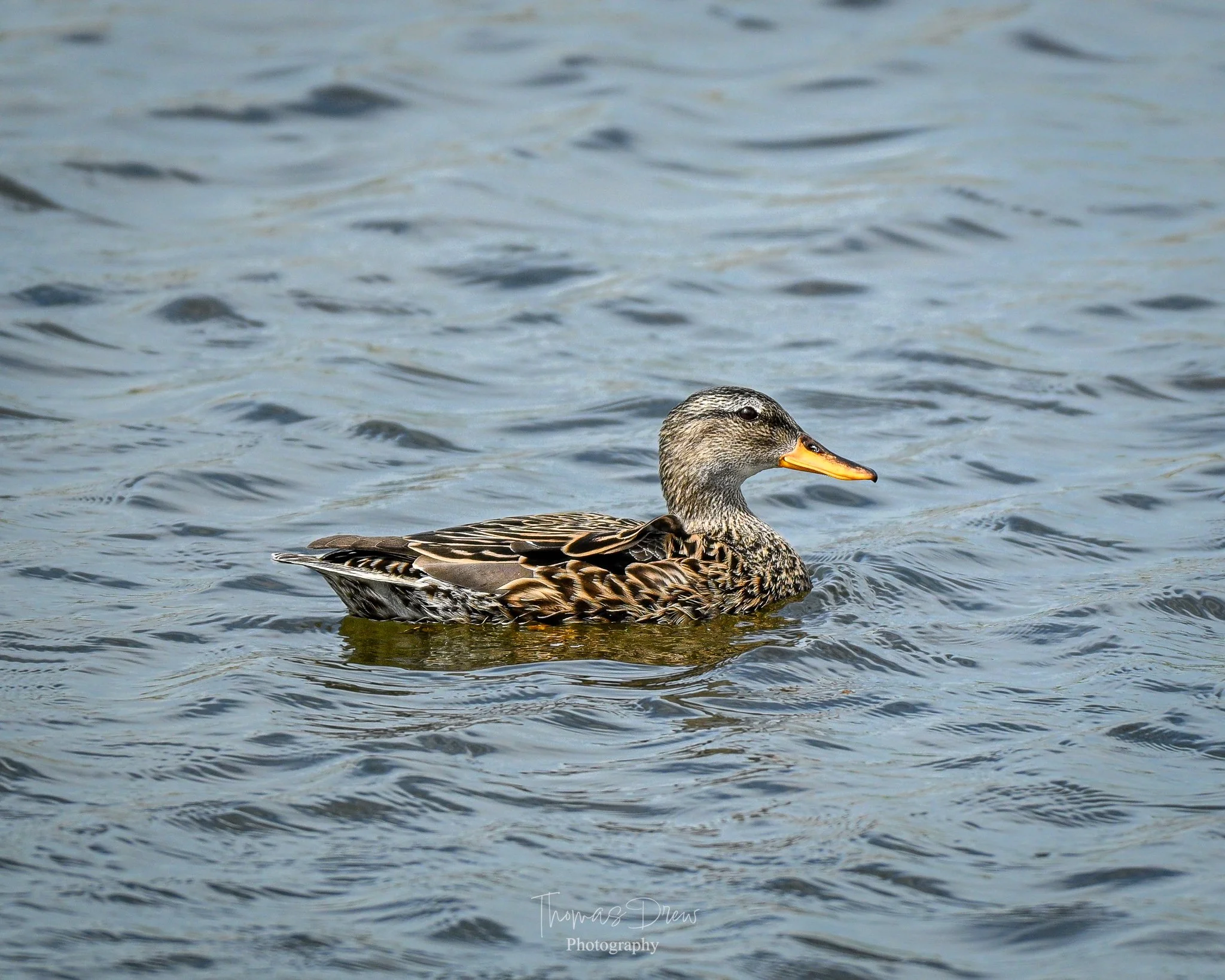 A Gadwall duck swimming in a body of water with small ripples.