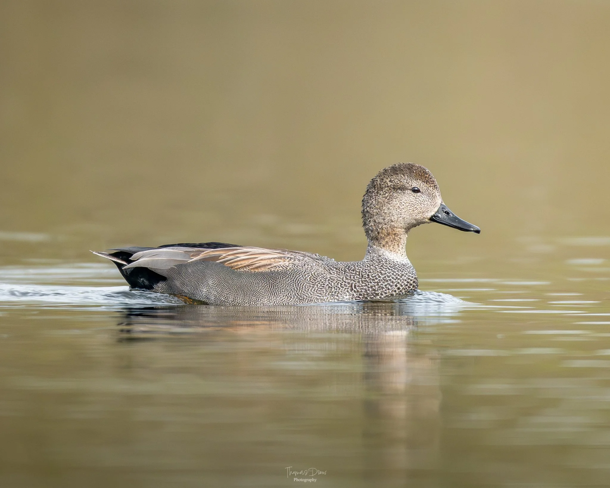 Image of a Gadwall Duck swimming on calm water with a blurred brownish background.