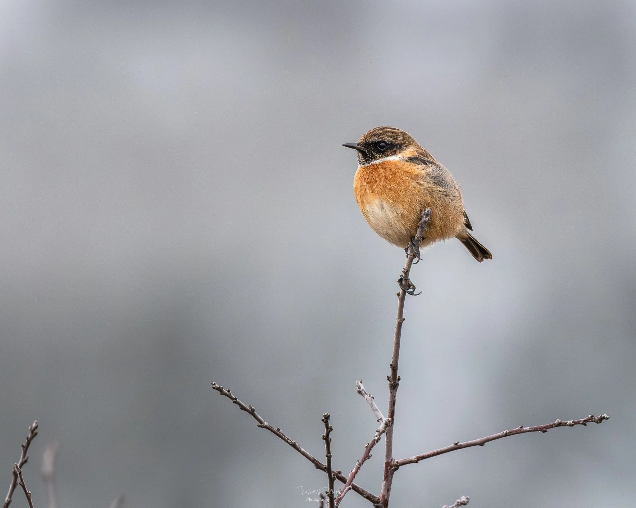 A Stonechat, a small brown and orange bird perched on a thin, leafless branch against a blurred grey background.