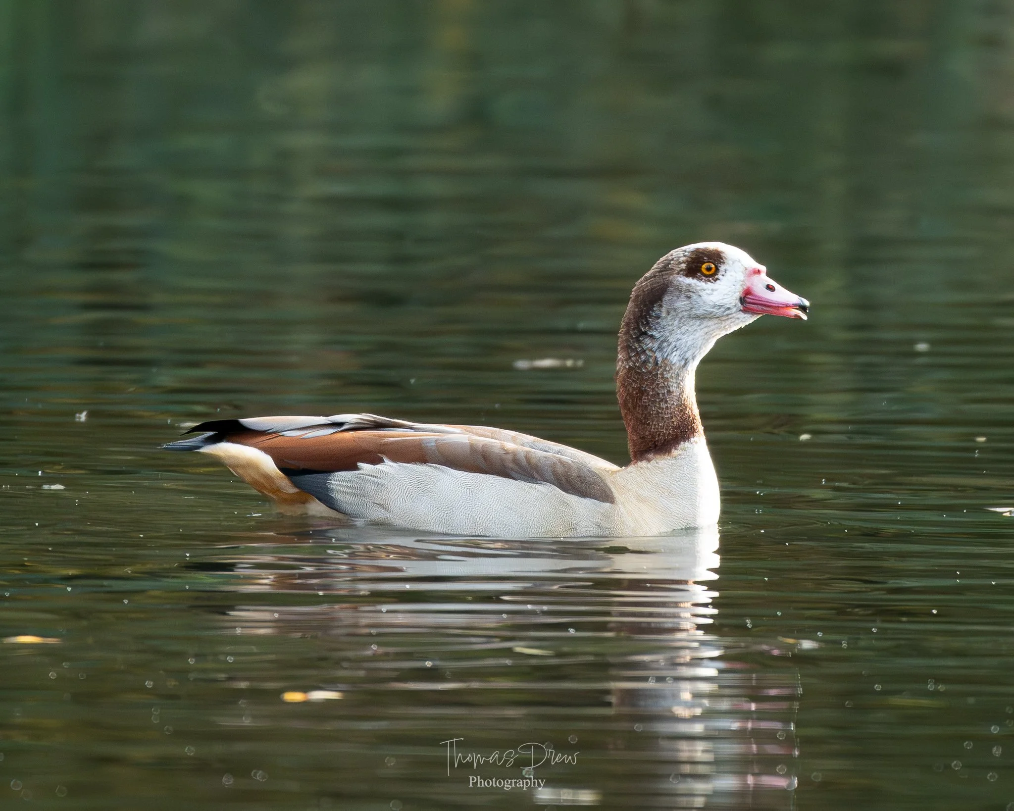 Image of a Egyptian Goose swimming in a body of water with greenish reflections, featuring a distinct brown, white, and grey plumage and a pink bill.