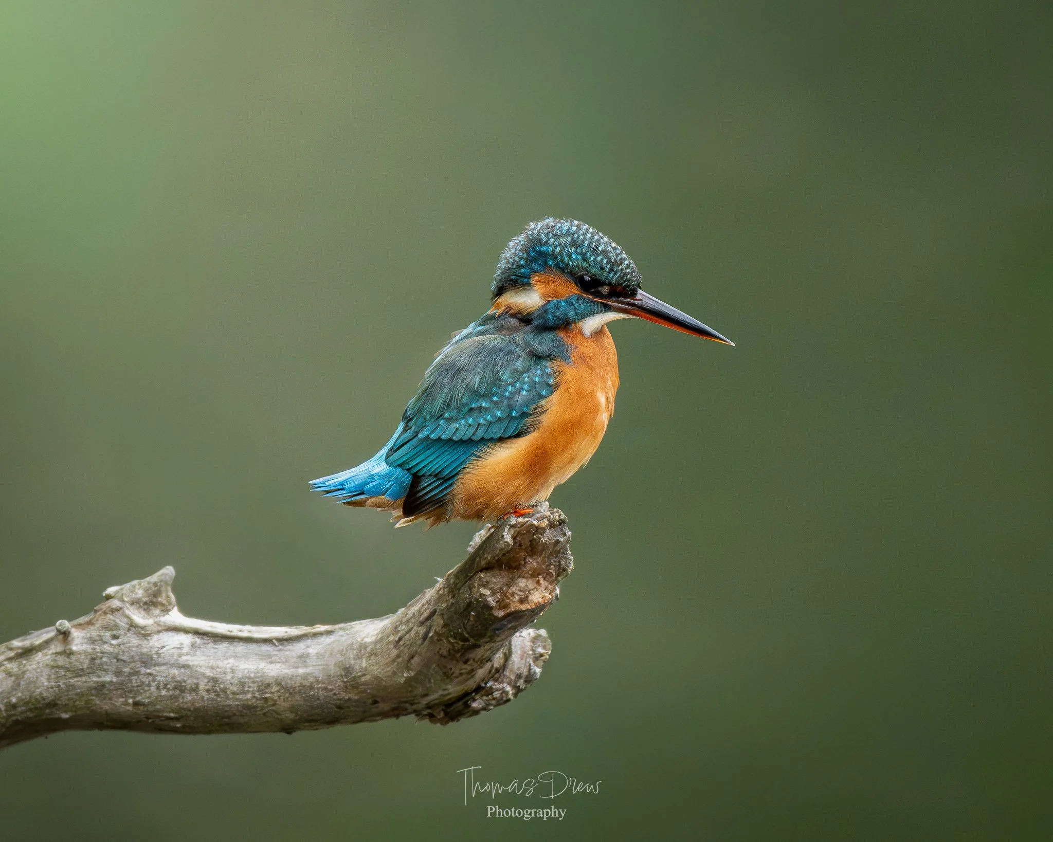 A colorful kingfisher bird perched on a branch with a blurred green background.