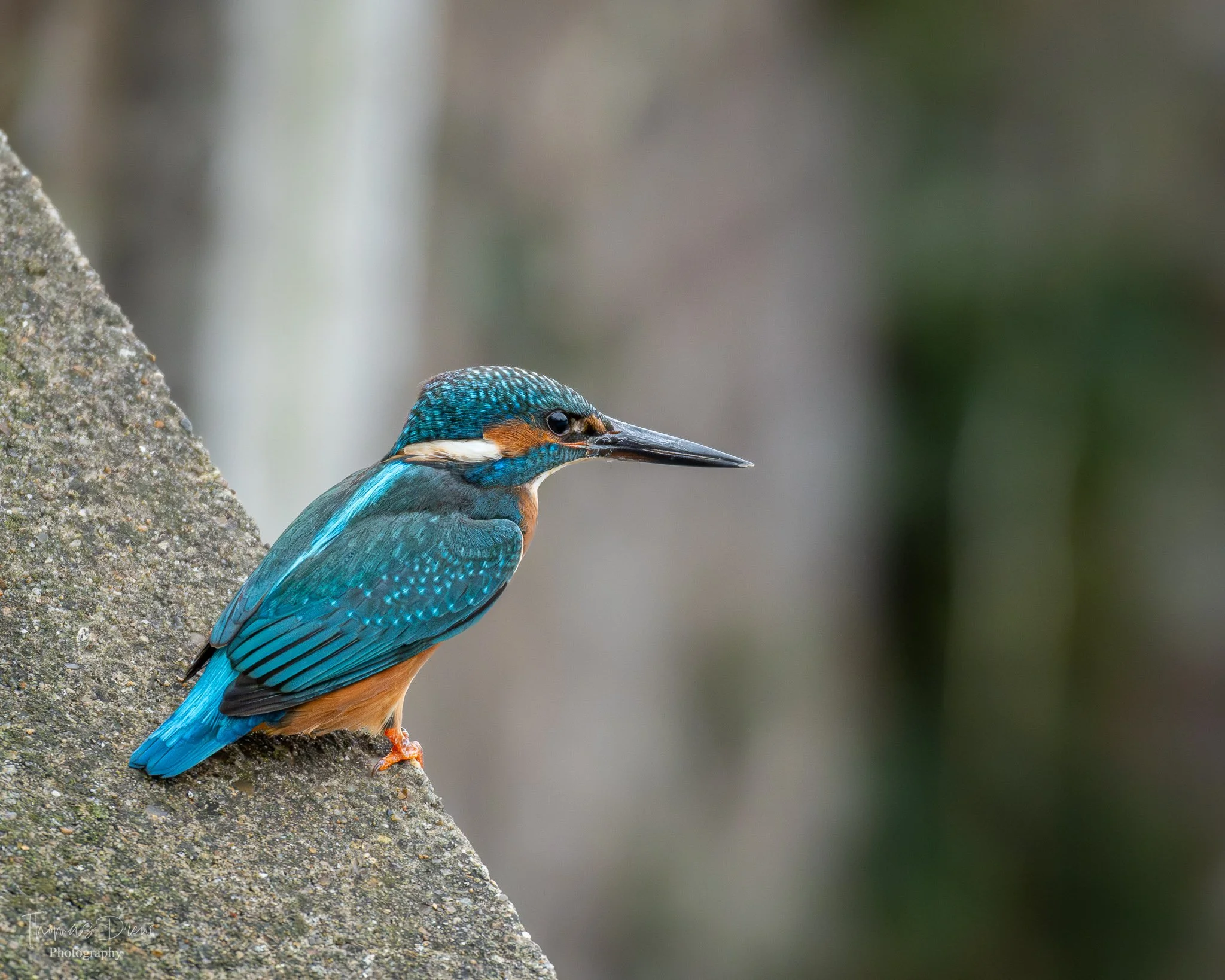 Close-up of a kingfisher bird perched on a rock, facing to the right, with vibrant blue and orange feathers and a long pointed beak.