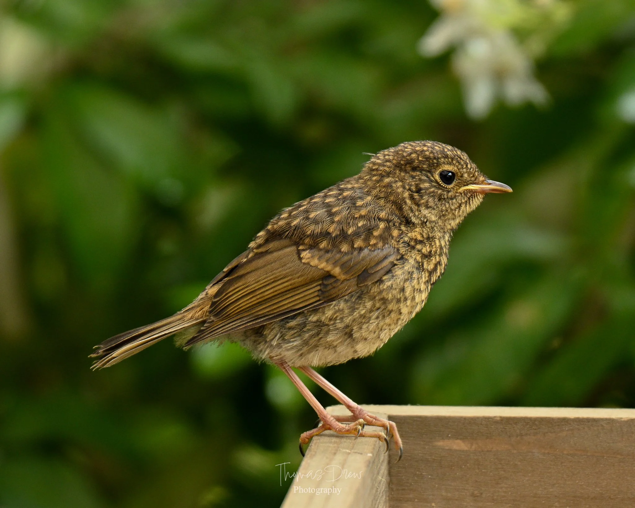 A Juvenile Robin perched on the edge of a wooden surface, with a blurred green foliage background.