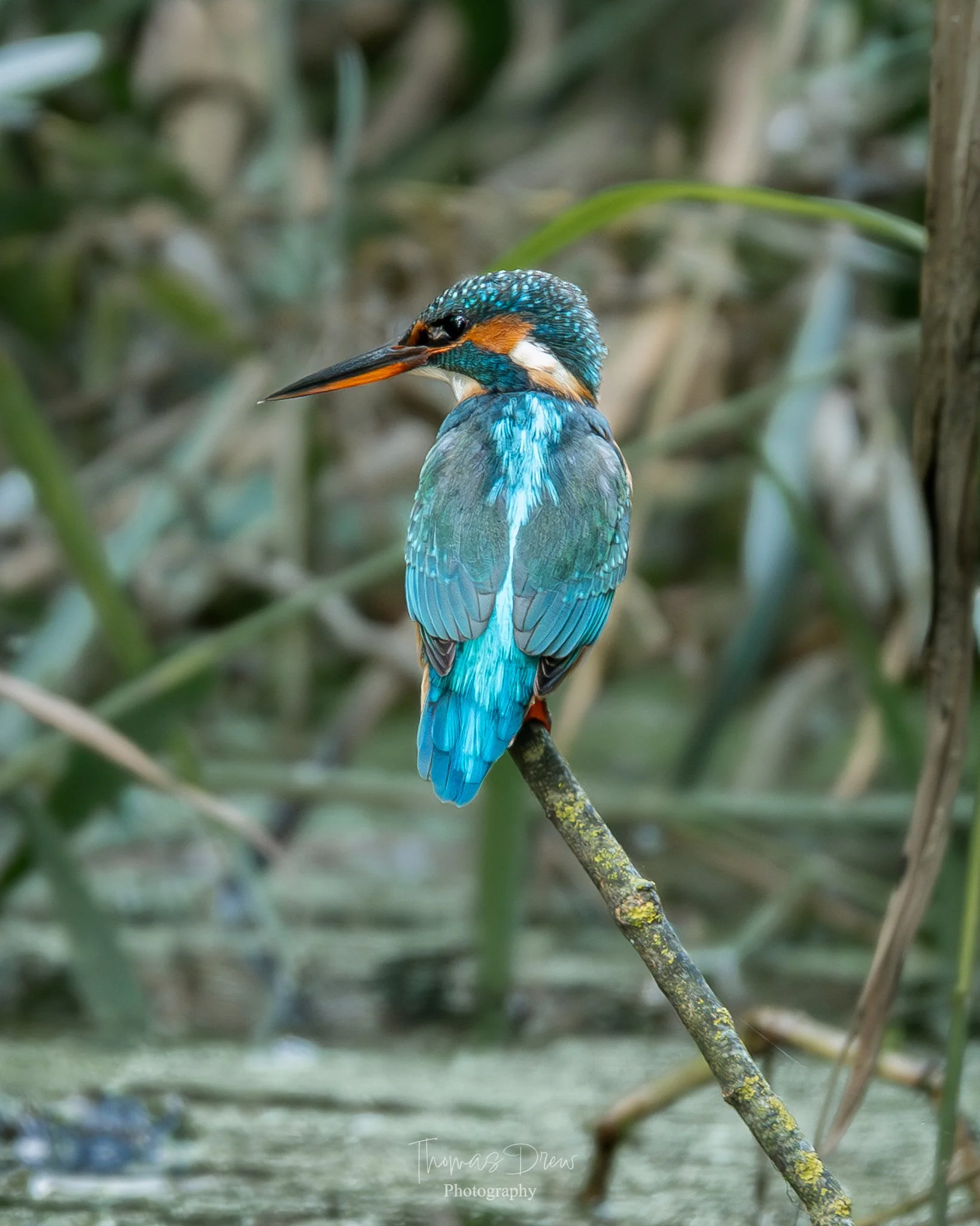 A colorful kingfisher bird perched on a branch in a lush, green wetland area.