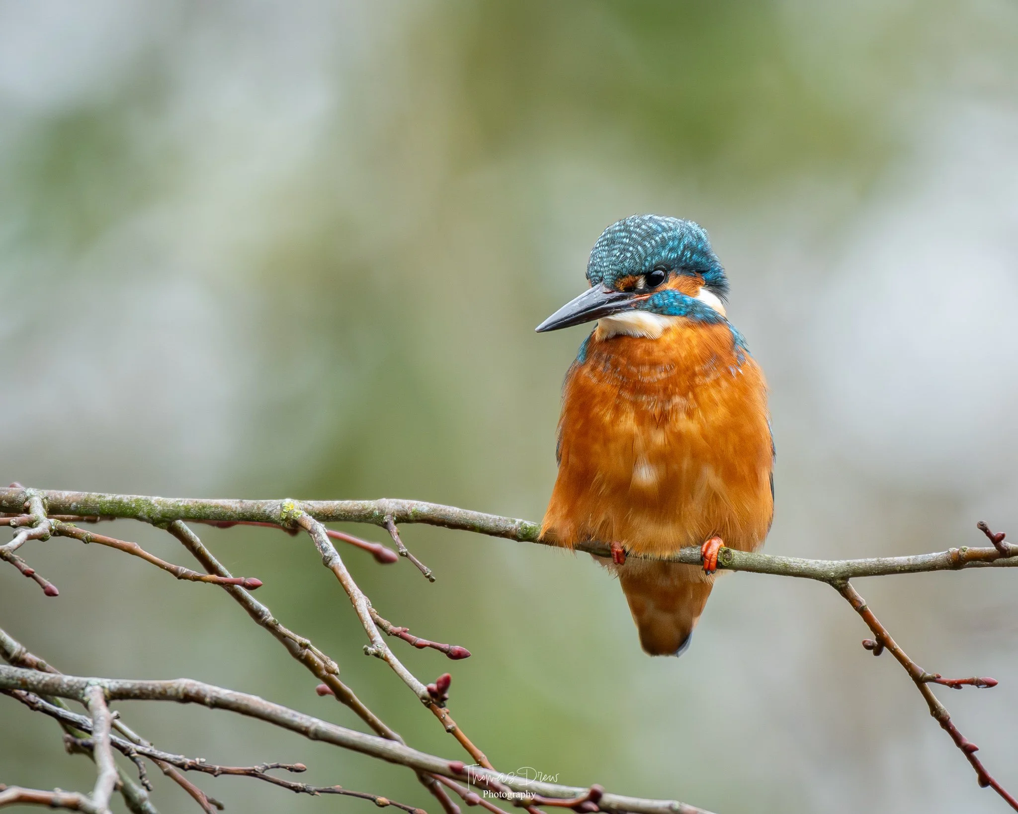 A colorful kingfisher bird with blue, orange, and white plumage perched on a thin branch against a blurred background.