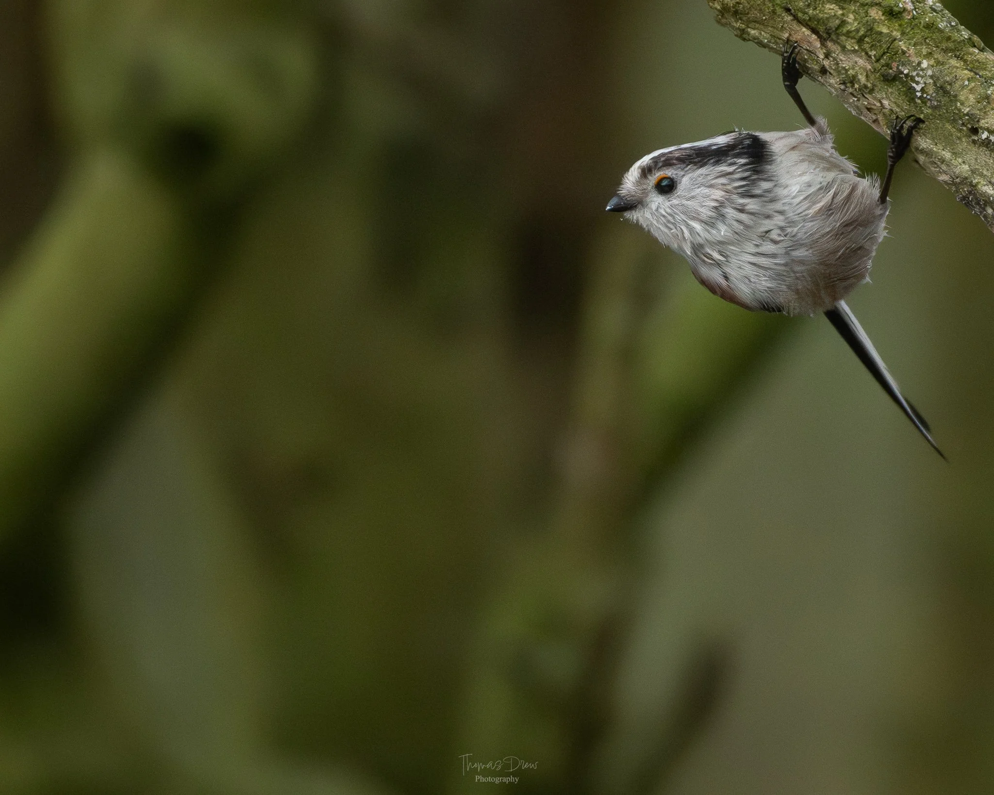 A Long Tailed Tit bird hanging upside down from a tree branch with a blurred green background.