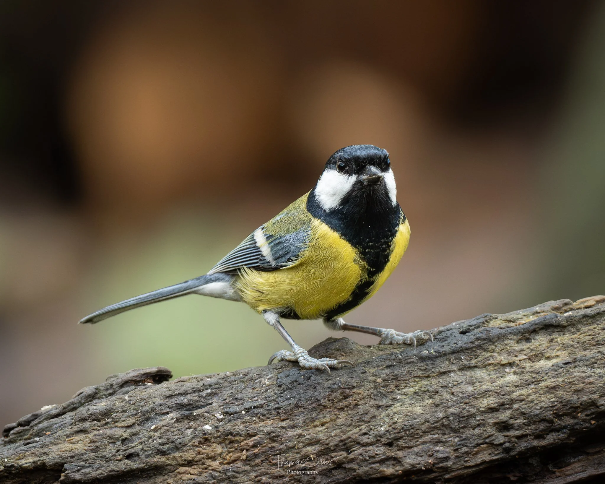 A colorful bird, a Great Tit, perched on a tree branch with a blurred natural background.