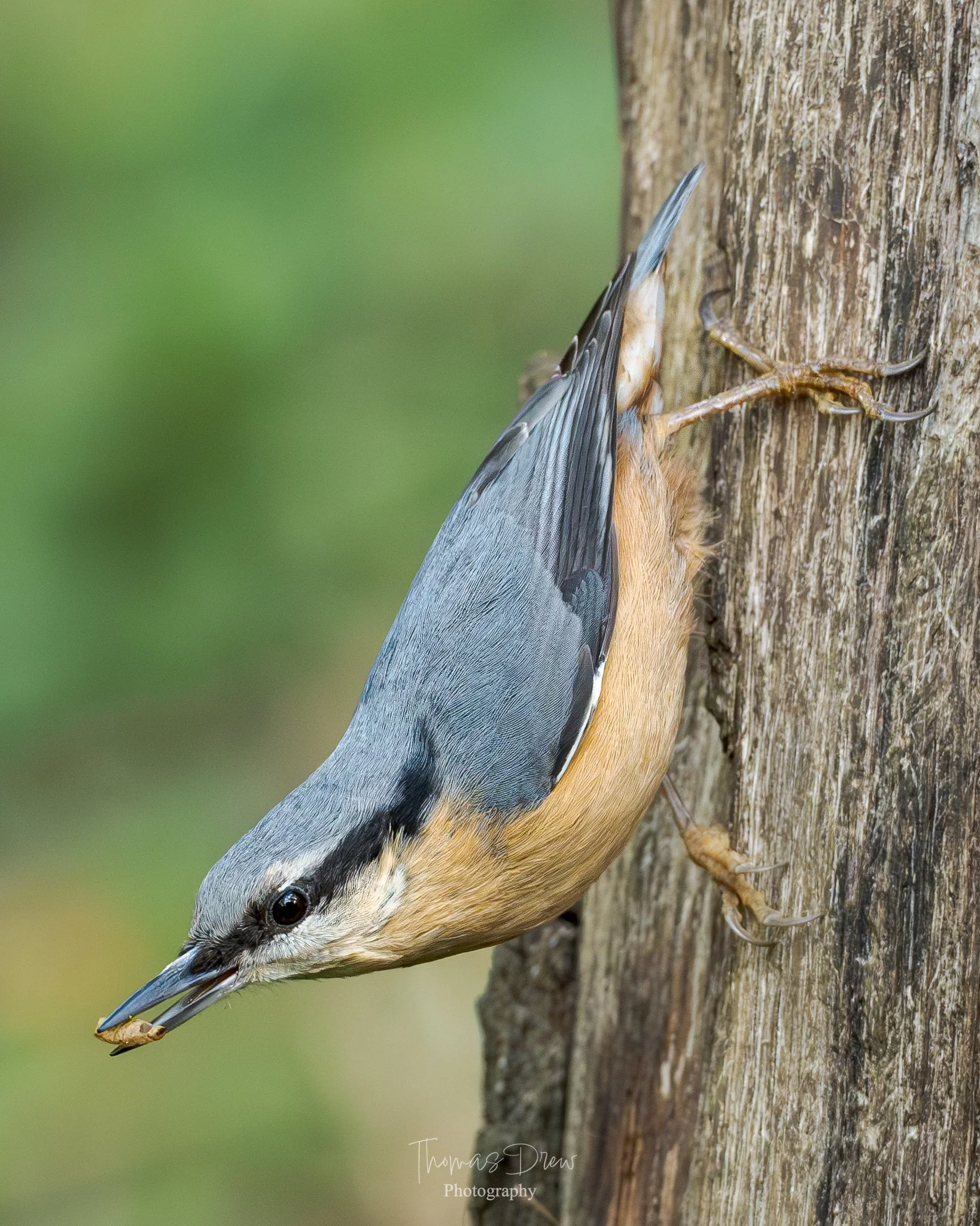 A Nuthatch bird clinging sideways to a tree trunk with a seed in its beak.