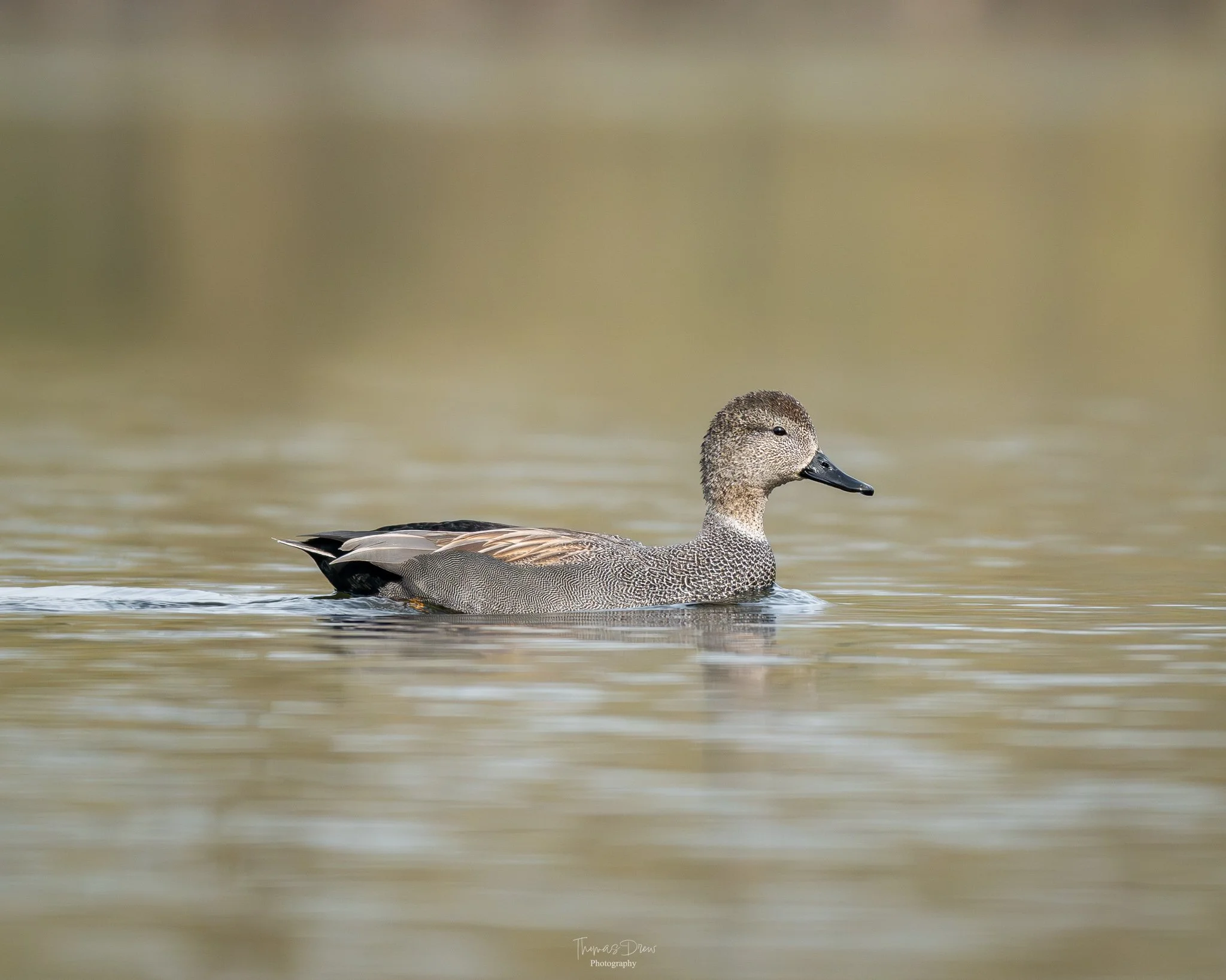 Image of a Gadwall duck swimming in a calm body of water with a blurred natural background.