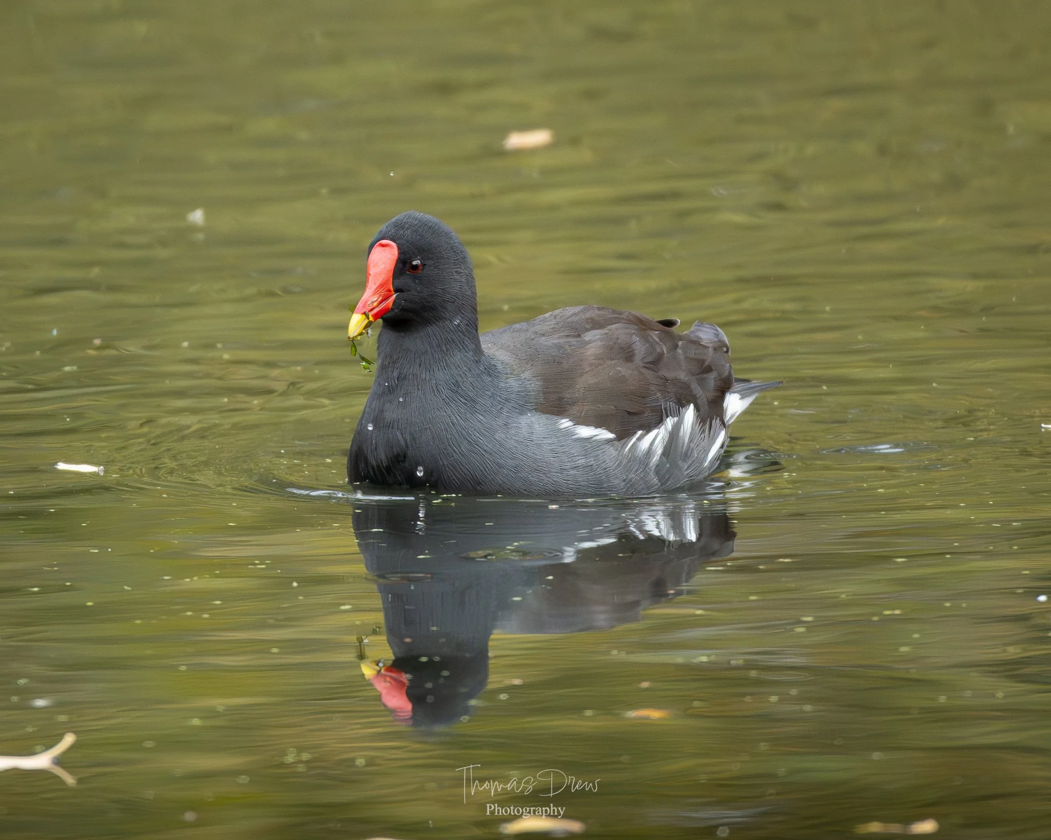 A moorhen swimming in a pond with a piece of green vegetation in its yellow beak, reflected in the water.