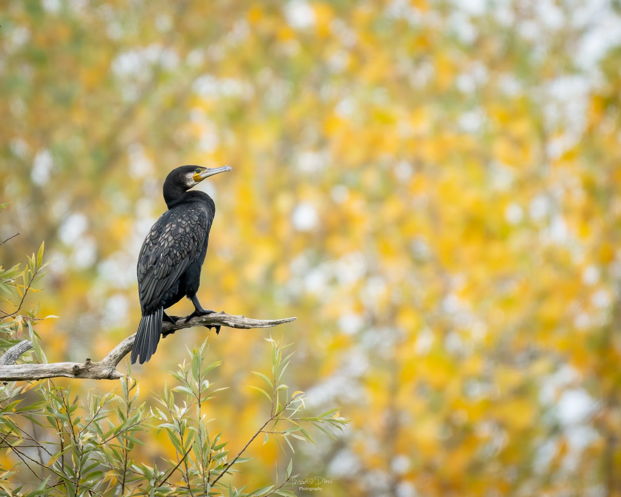 A black bird, a cormorant, perched on a branch with a background of yellow and green autumn foliage.
