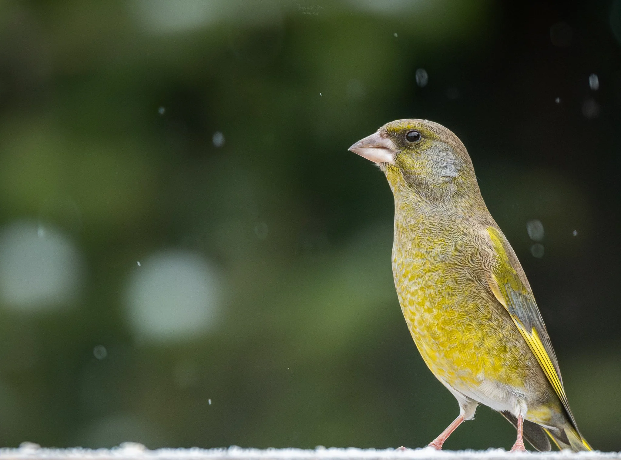A Greenfinch, a small yellow and green bird standing on a white snowy surface against a dark blurred background.