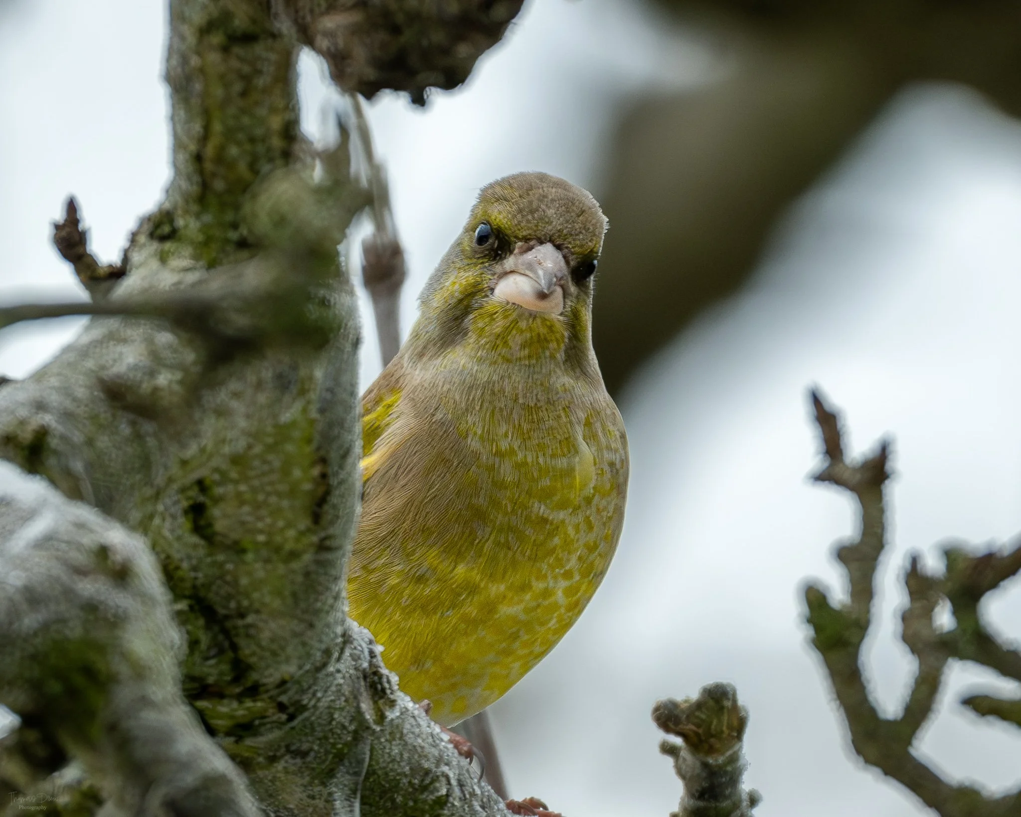 A Greenfinch, a yellow-green bird with a large beak perched on a tree branch, looking directly at the camera with a blurred background.