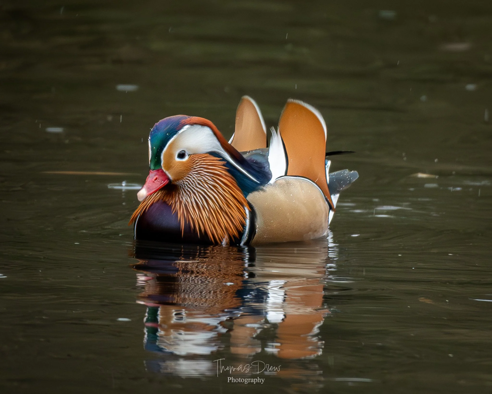 Image of a colourful male mandarin duck swimming in water, with reflections and a blurred background.