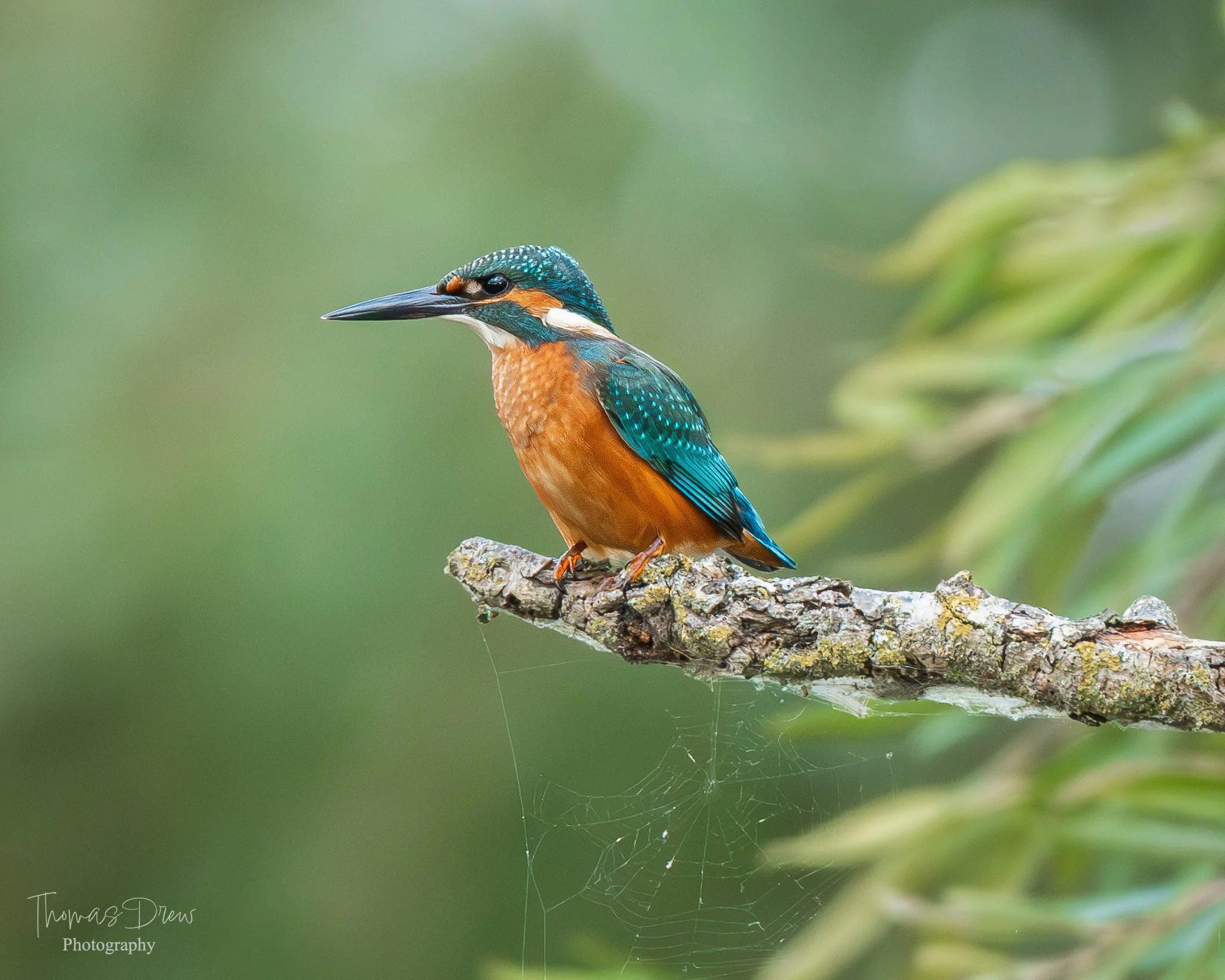 A colorful kingfisher bird with blue, orange, and white feathers perched on a mossy tree branch, with a blurred green background and spider webs hanging from the branch.