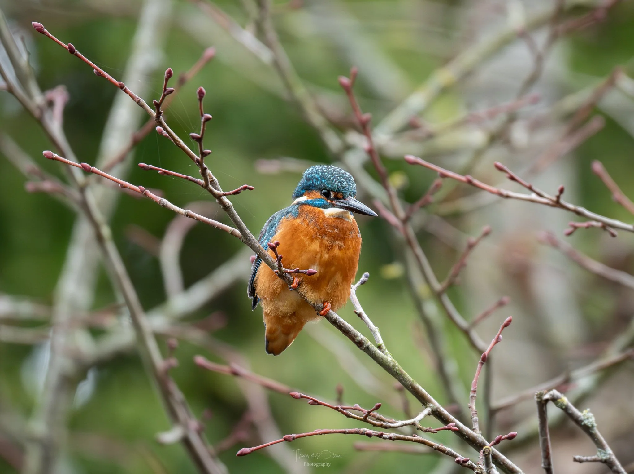 A colorful kingfisher bird perched on a thin, leafless branch with a blurred green background.