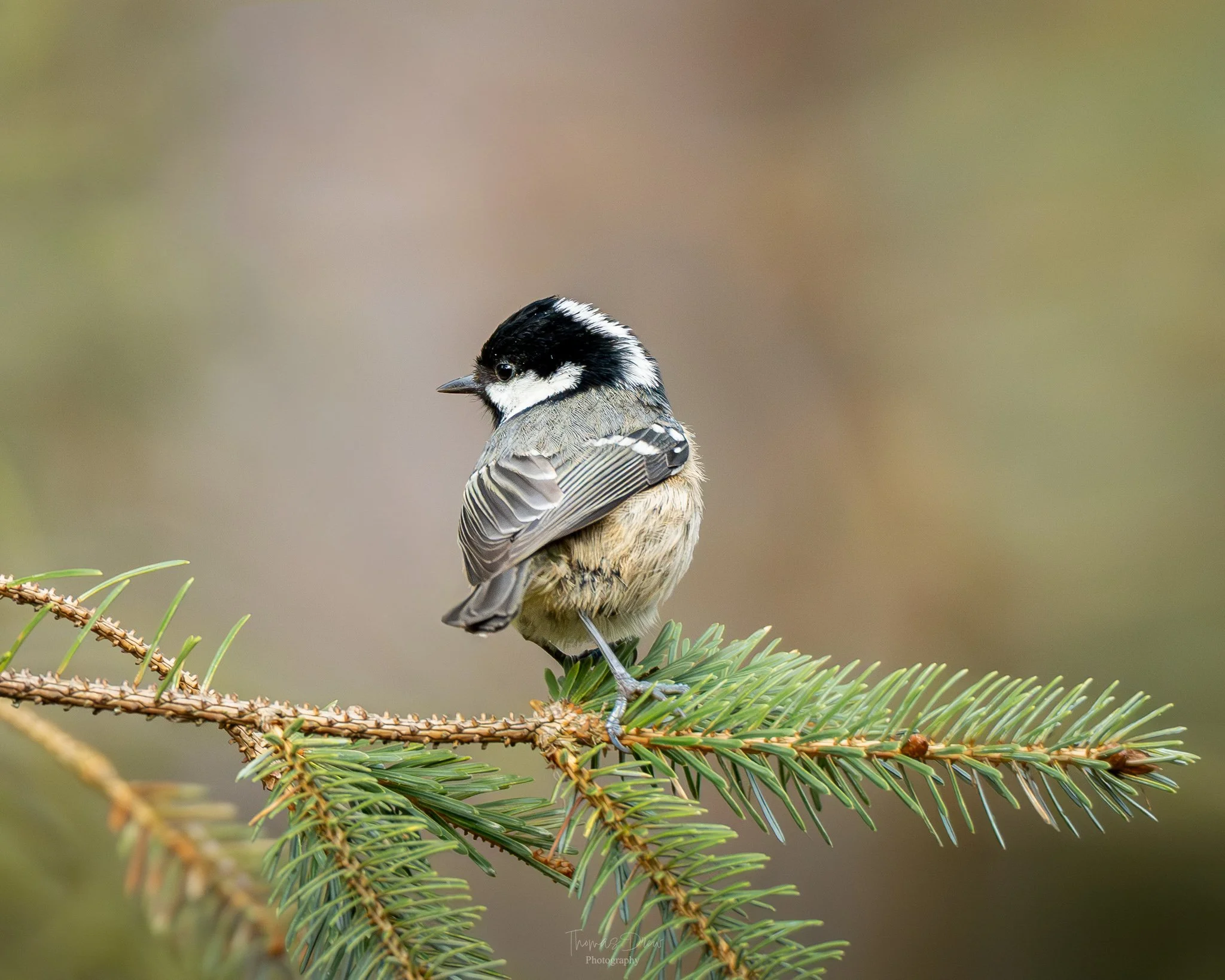Image of a Coal Tit, a small bird perched on a pine tree branch with a blurred background.