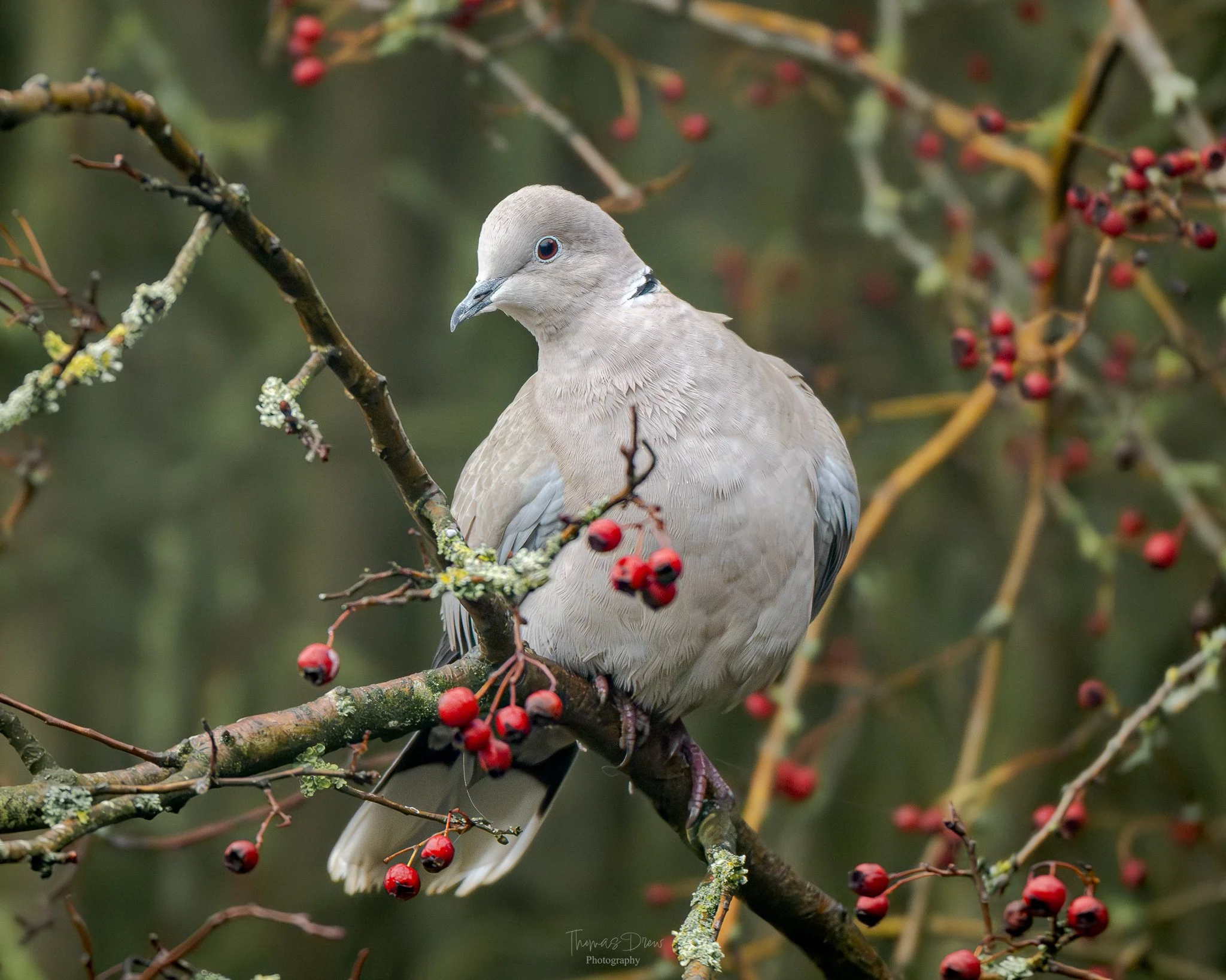 A Collared Dove bird perched on a branch surrounded by red berries and green foliage.