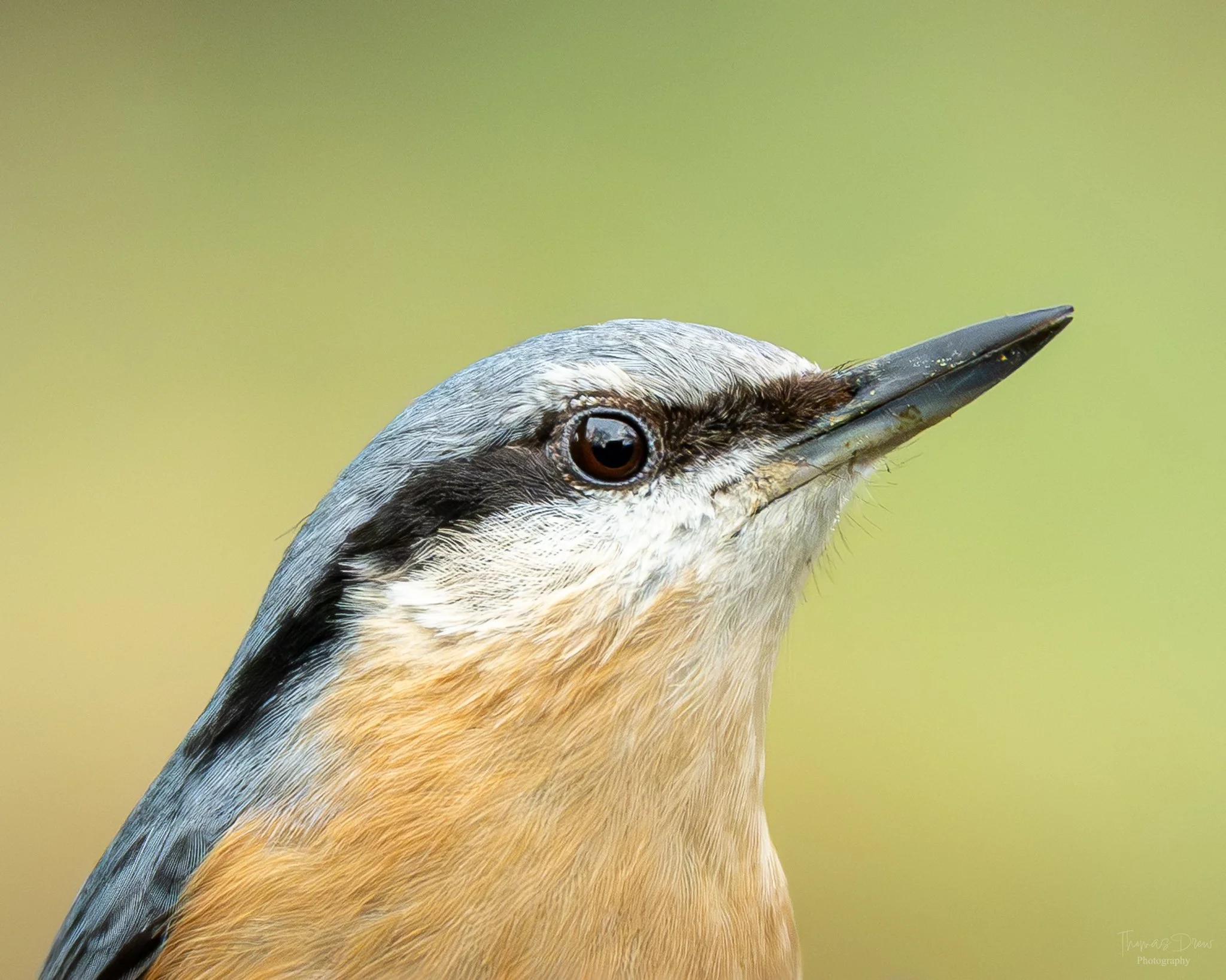 Close-up of a Nuthatch bird with a sharp beak, brown and beige feathers, and a dark eye, facing right.