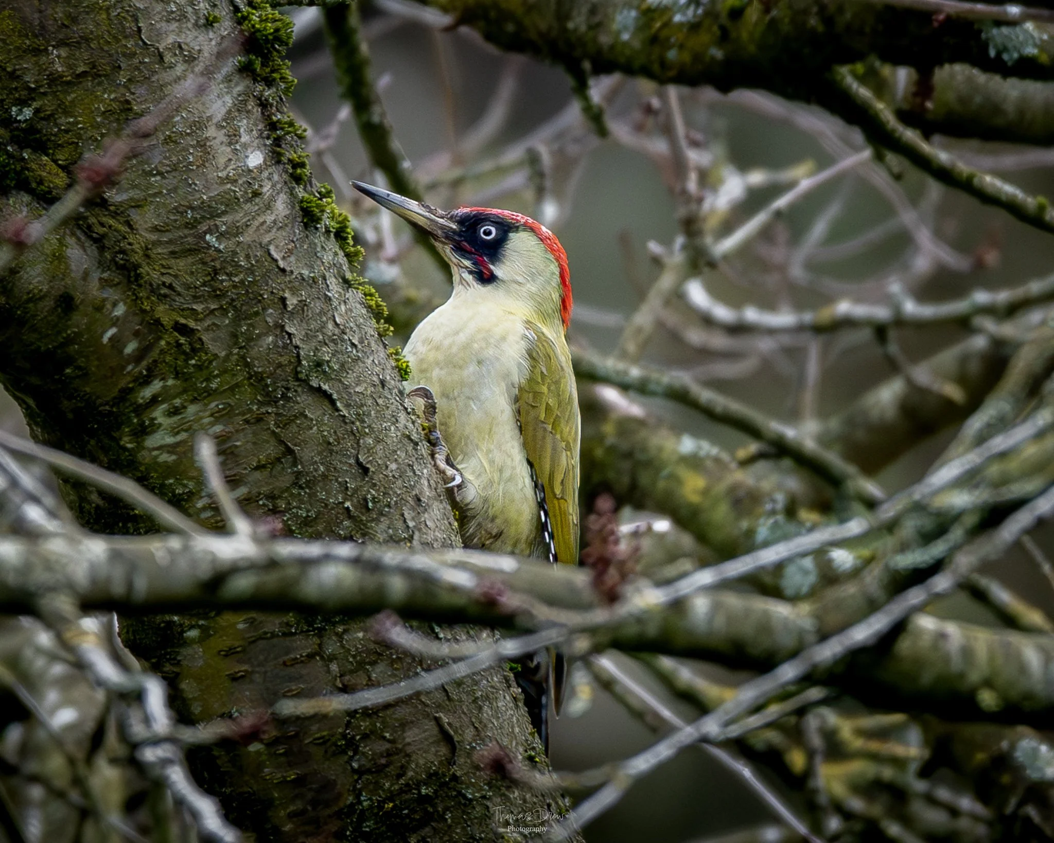 A Green Woodpecker with a yellow body, red cap, and black-and-white markings pecking at a tree trunk among branches.