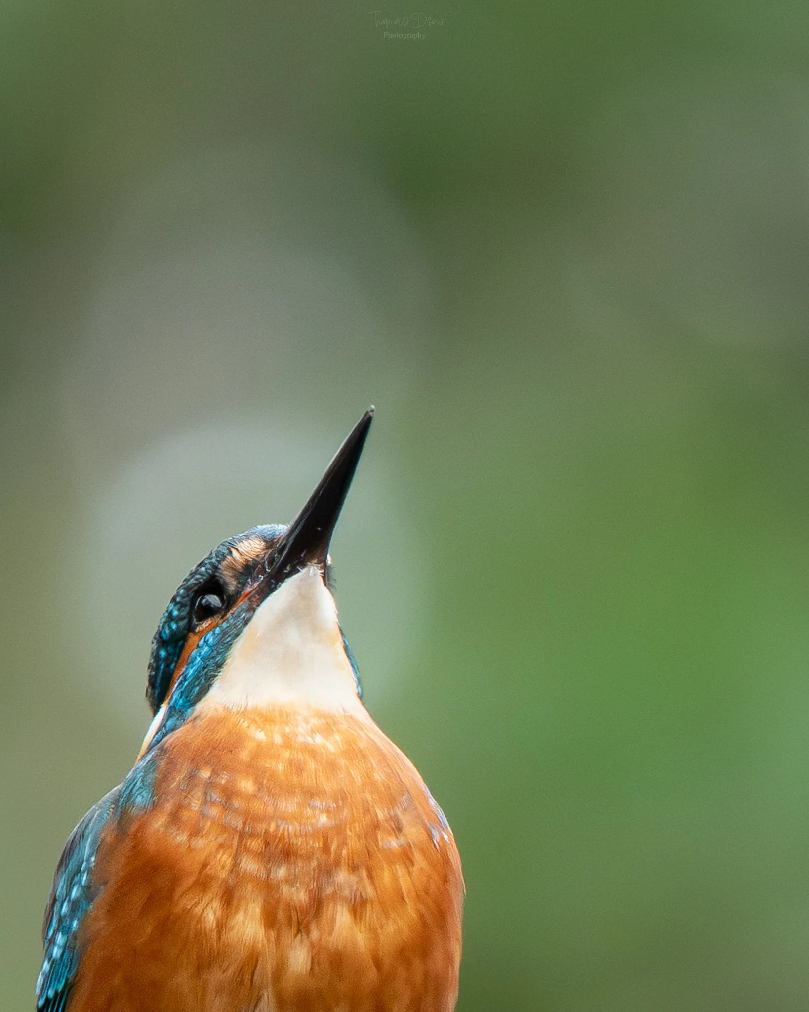 Close-up of a kingfisher bird with bright orange and blue feathers, looking upward against a blurred green background.