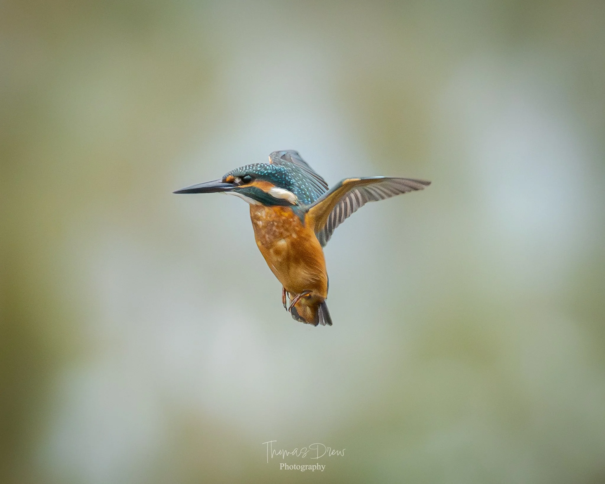 A kingfisher bird mid-flight with wings spread, displaying vibrant blue, orange, and black feathers against a blurred green background.