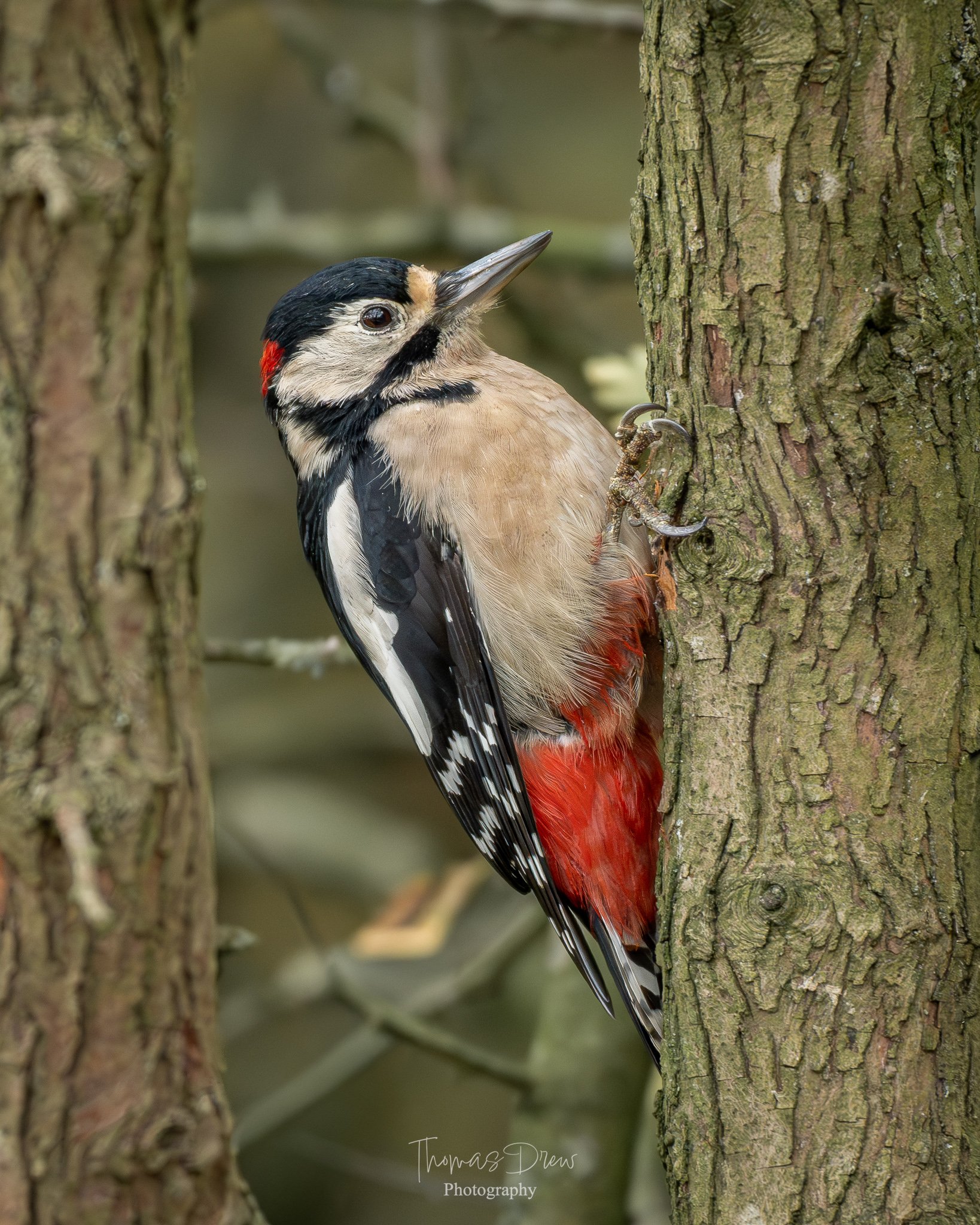 A Great Spotted Woodpecker perched on a tree trunk with a blurred natural background.