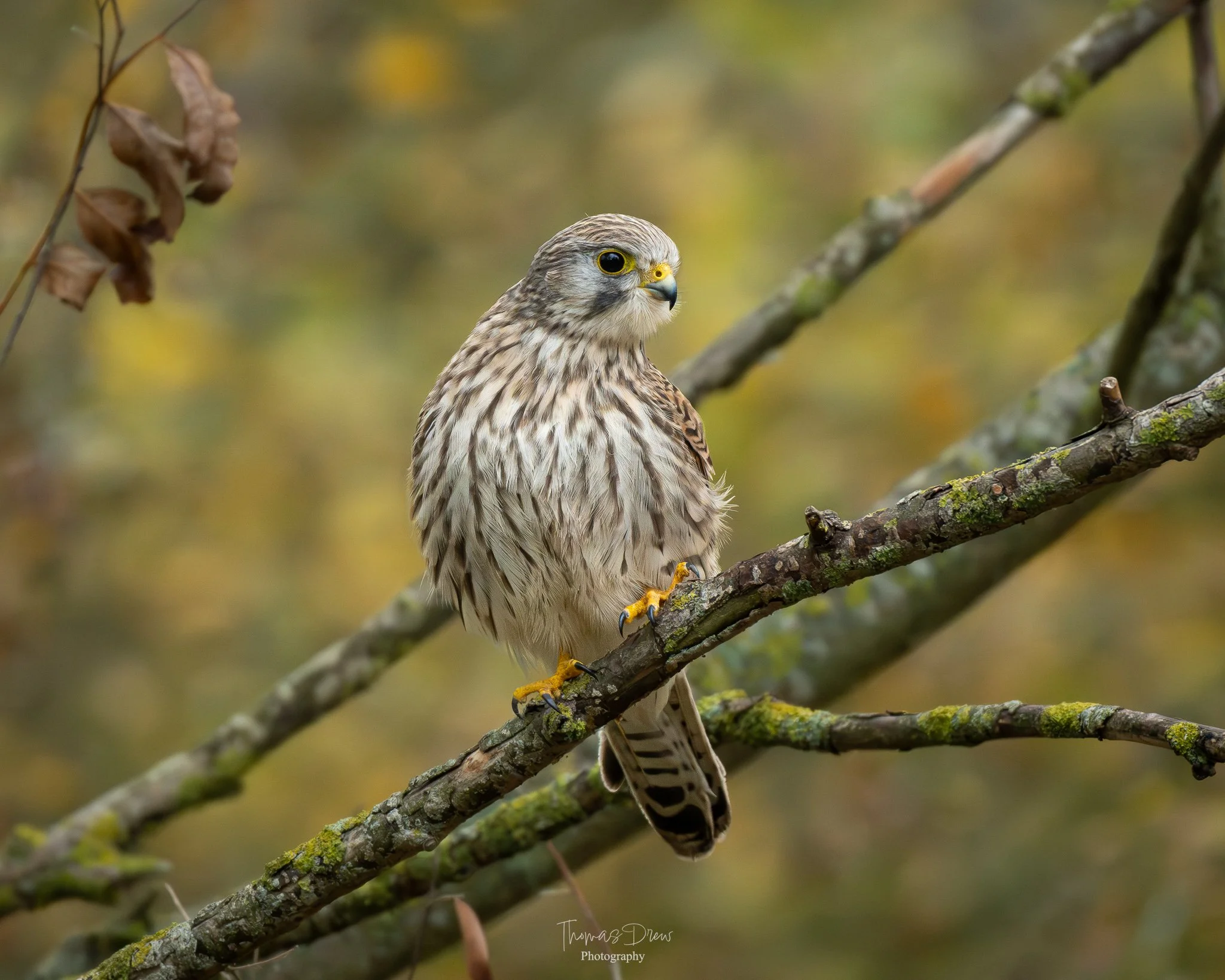 A Kestrel with brown, black, and white streaked feathers perched on a moss-covered branch in a forest setting with blurred autumn-coloured foliage in the background.