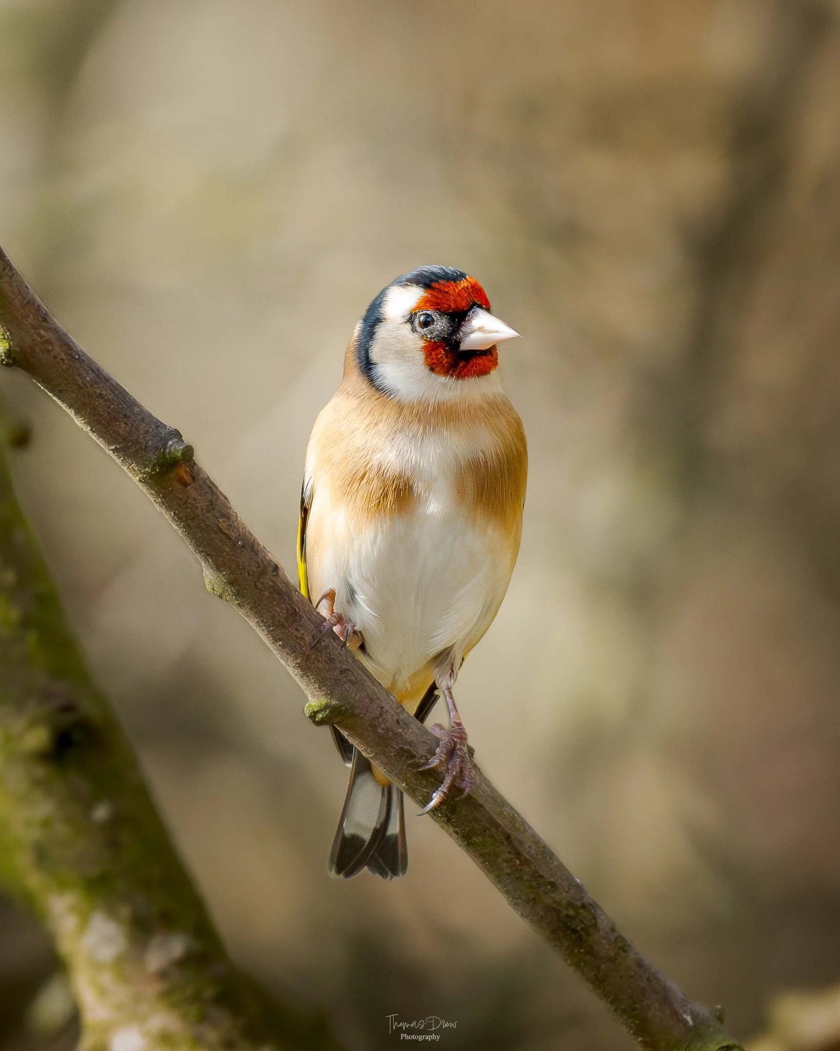 Image of a Goldfinch, a colourful bird perched on a thin branch with a blurred natural background.