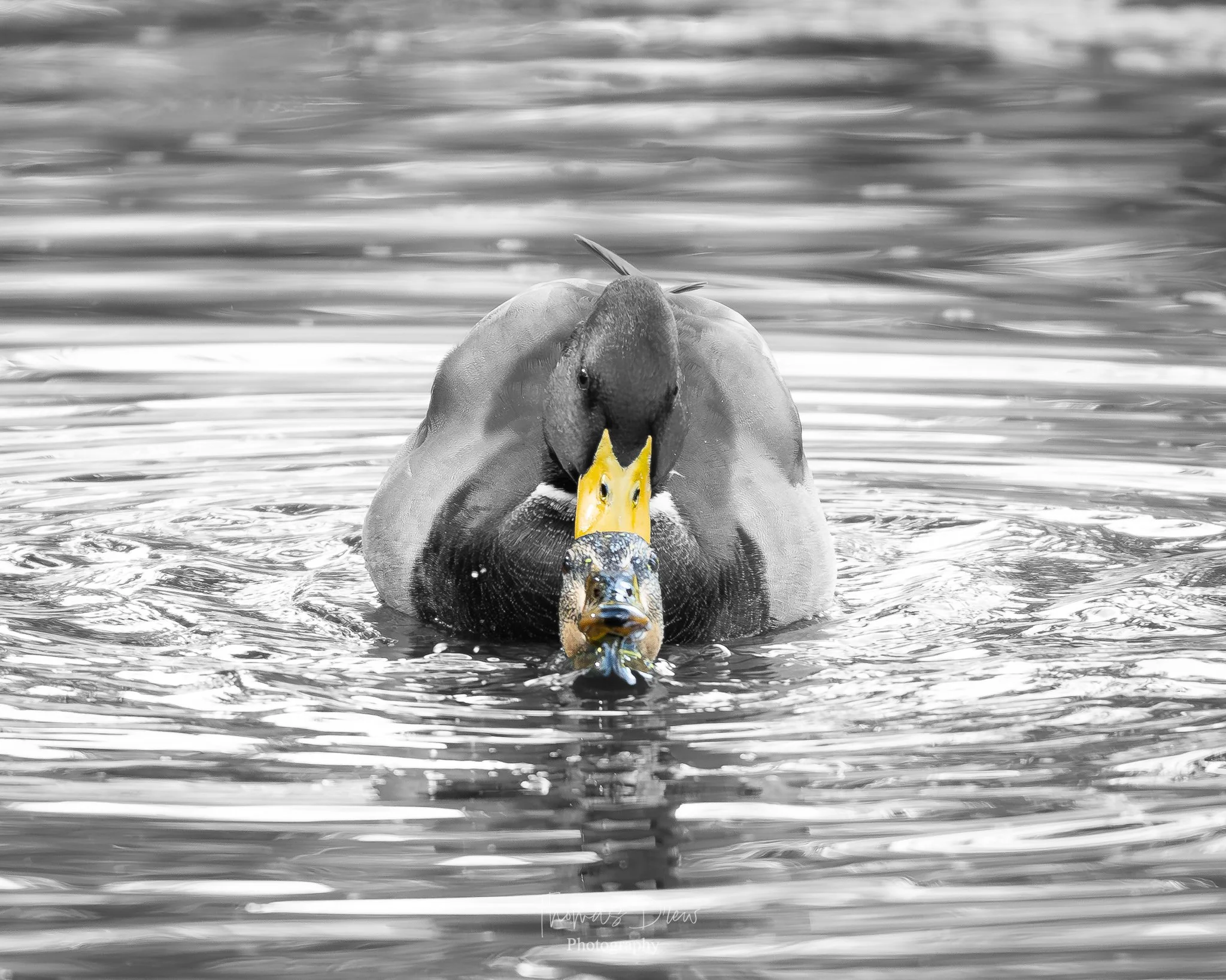 A pair of Mallard ducks breeding in the water, with the Female looking like she is wearing a crown on her head.