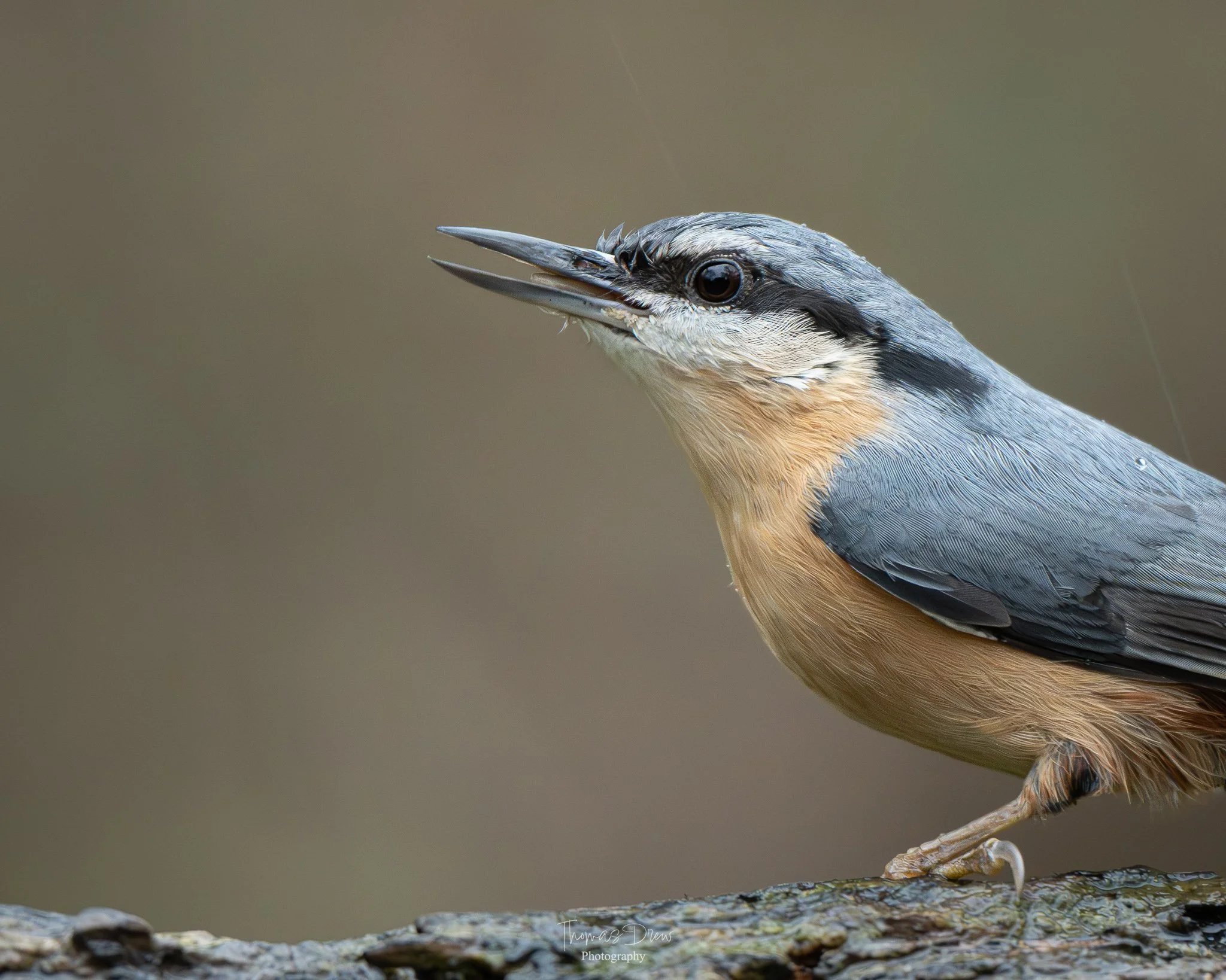 Close-up of a nuthatch bird perched on a branch with a blurred brown background.
