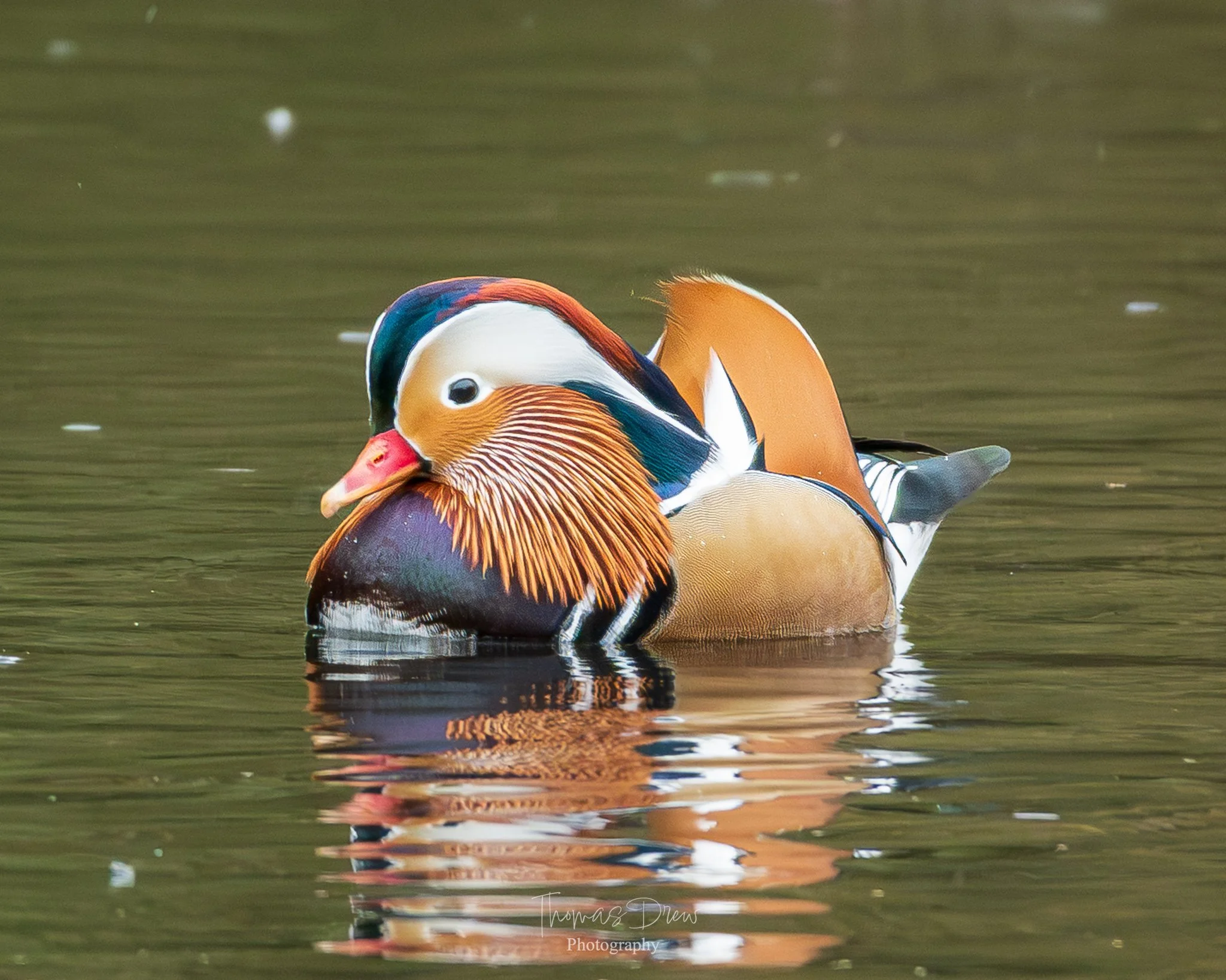 Image of a colorful male Mandarin duck swimming on water.