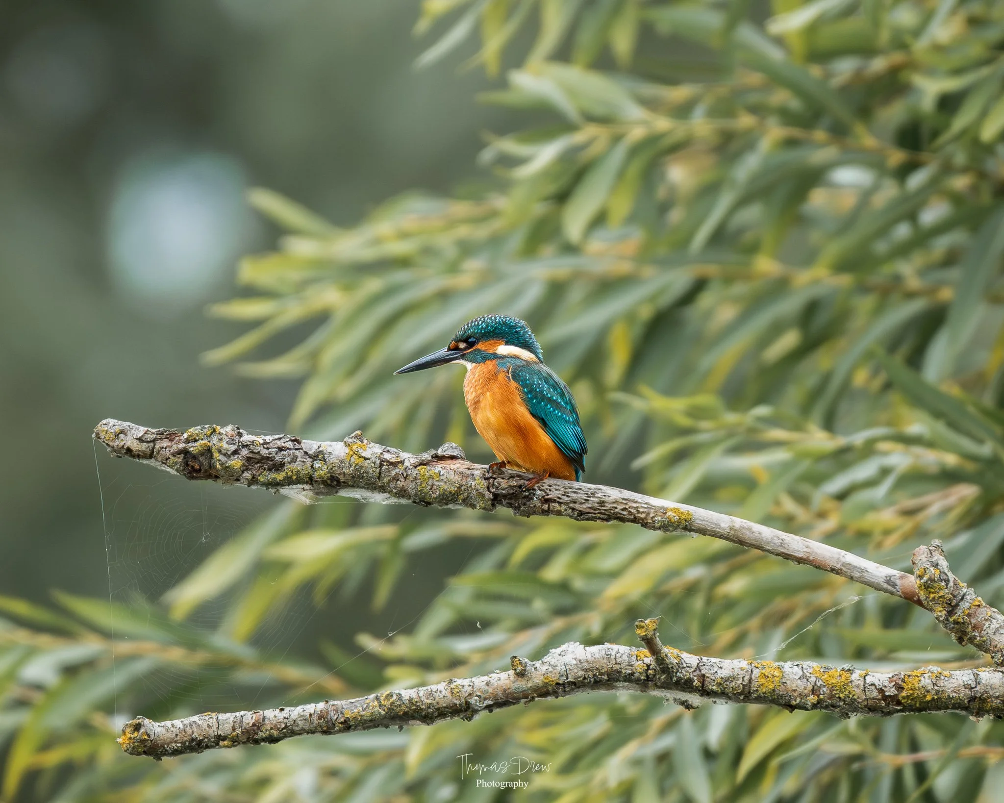 A colorful kingfisher bird with bright blue and orange plumage perched on a mossy tree branch, with green leaves in the background.