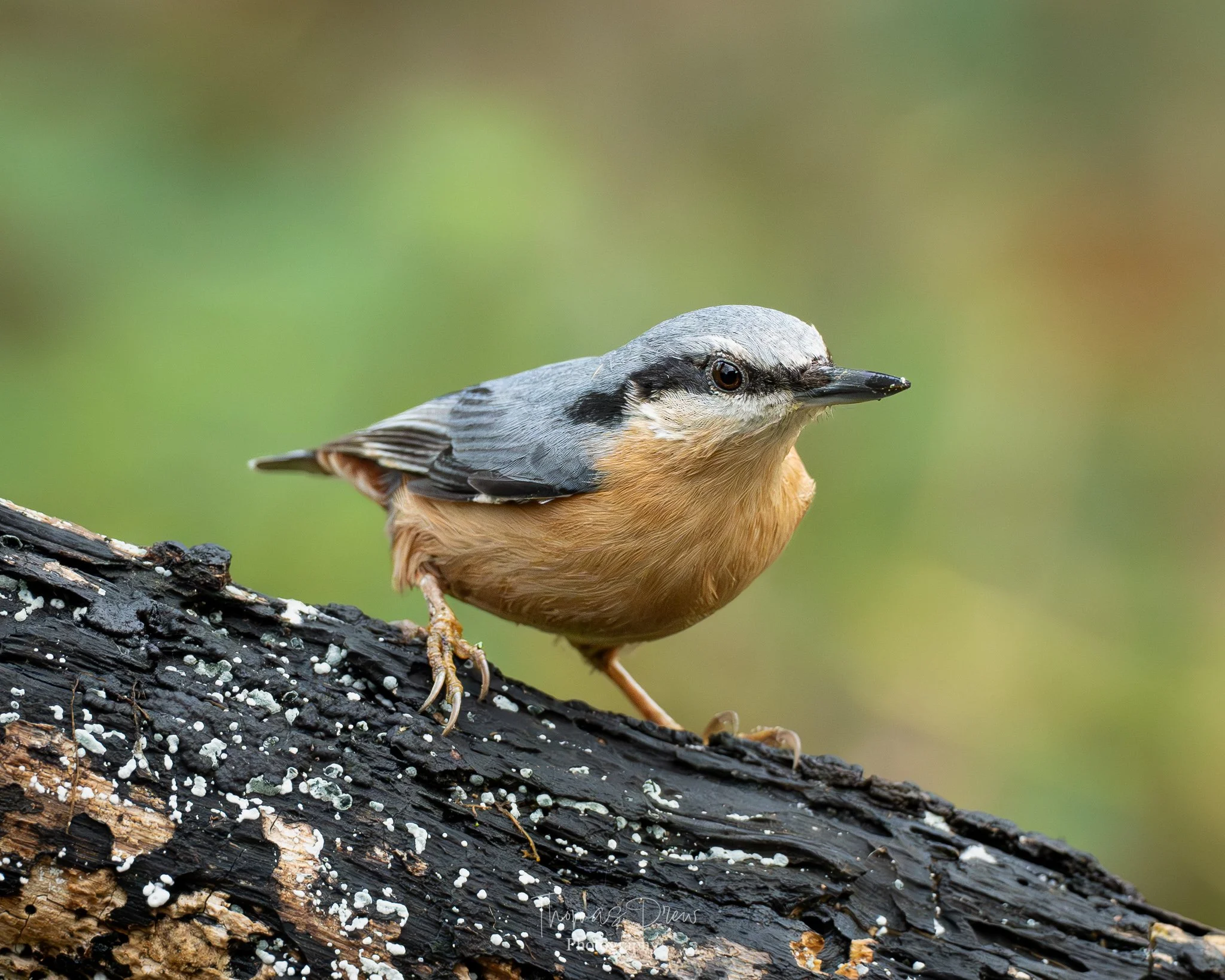 A Nuthatch bird with grey and tan feathers perched on a piece of charred log with white fungi, against a blurry green background.