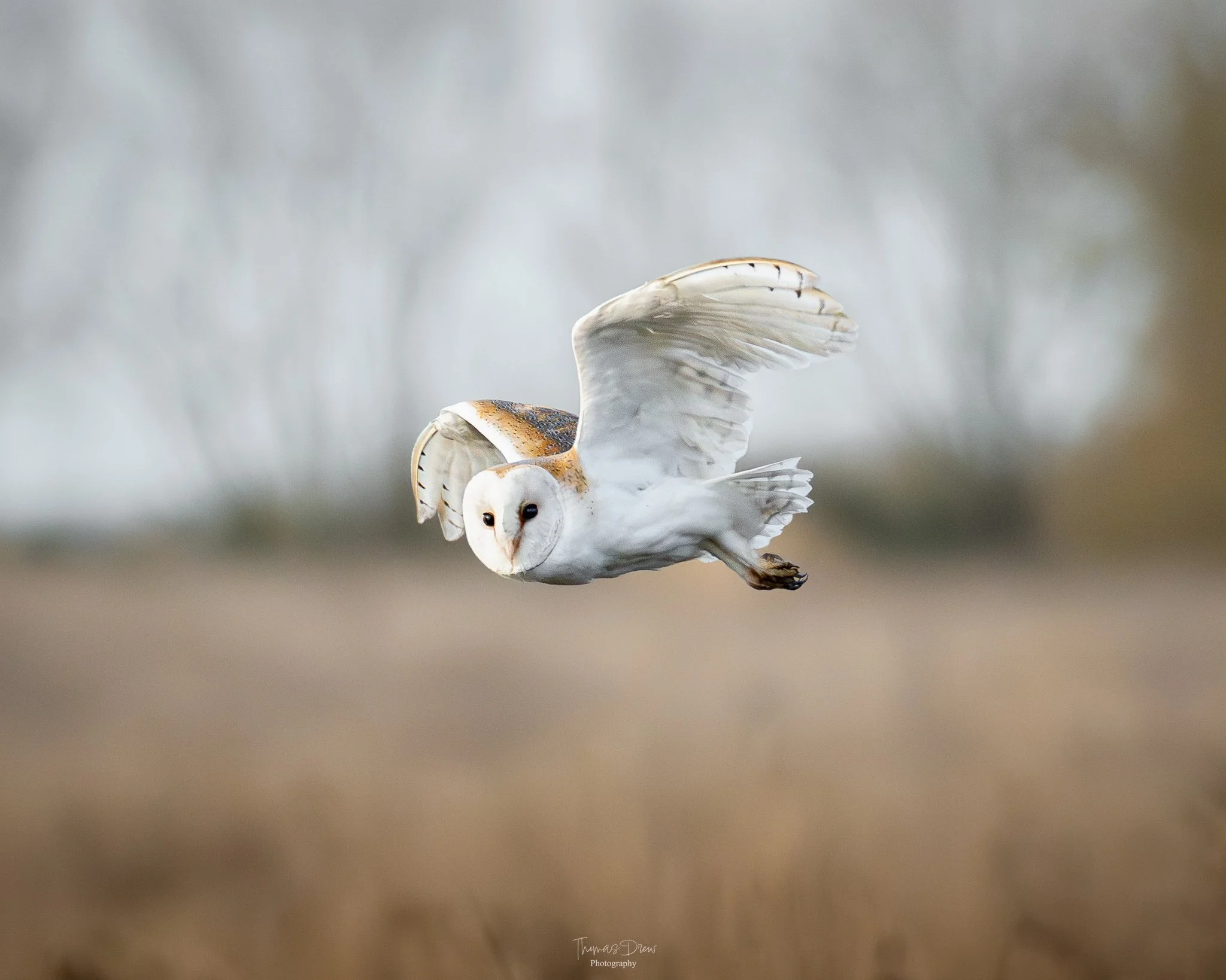 Image of a Barn Owl flying low over a field with blurred grass in the foreground and a blurred tree line in the background.