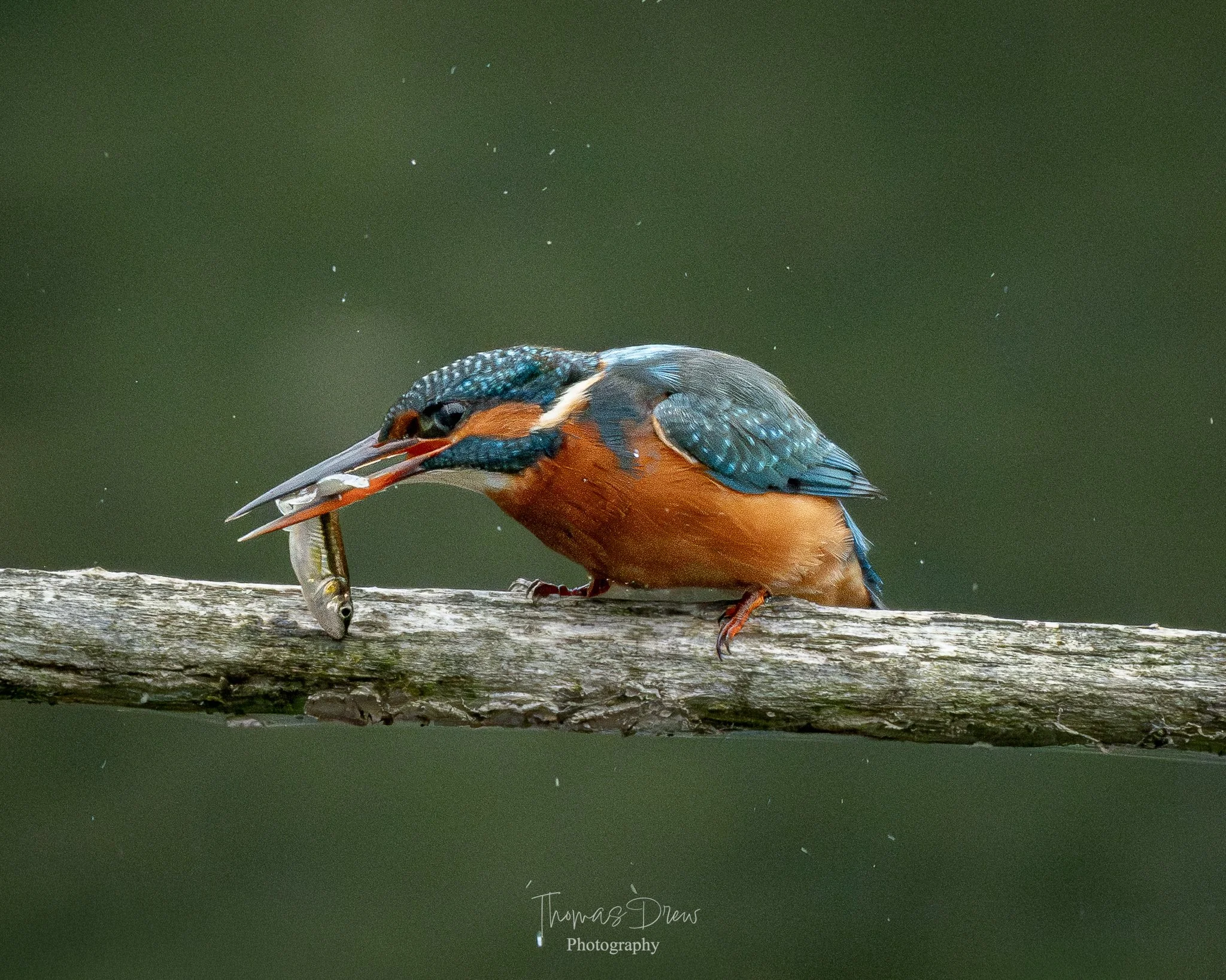 A kingfisher bird perched on a branch holding a small fish in its beak.