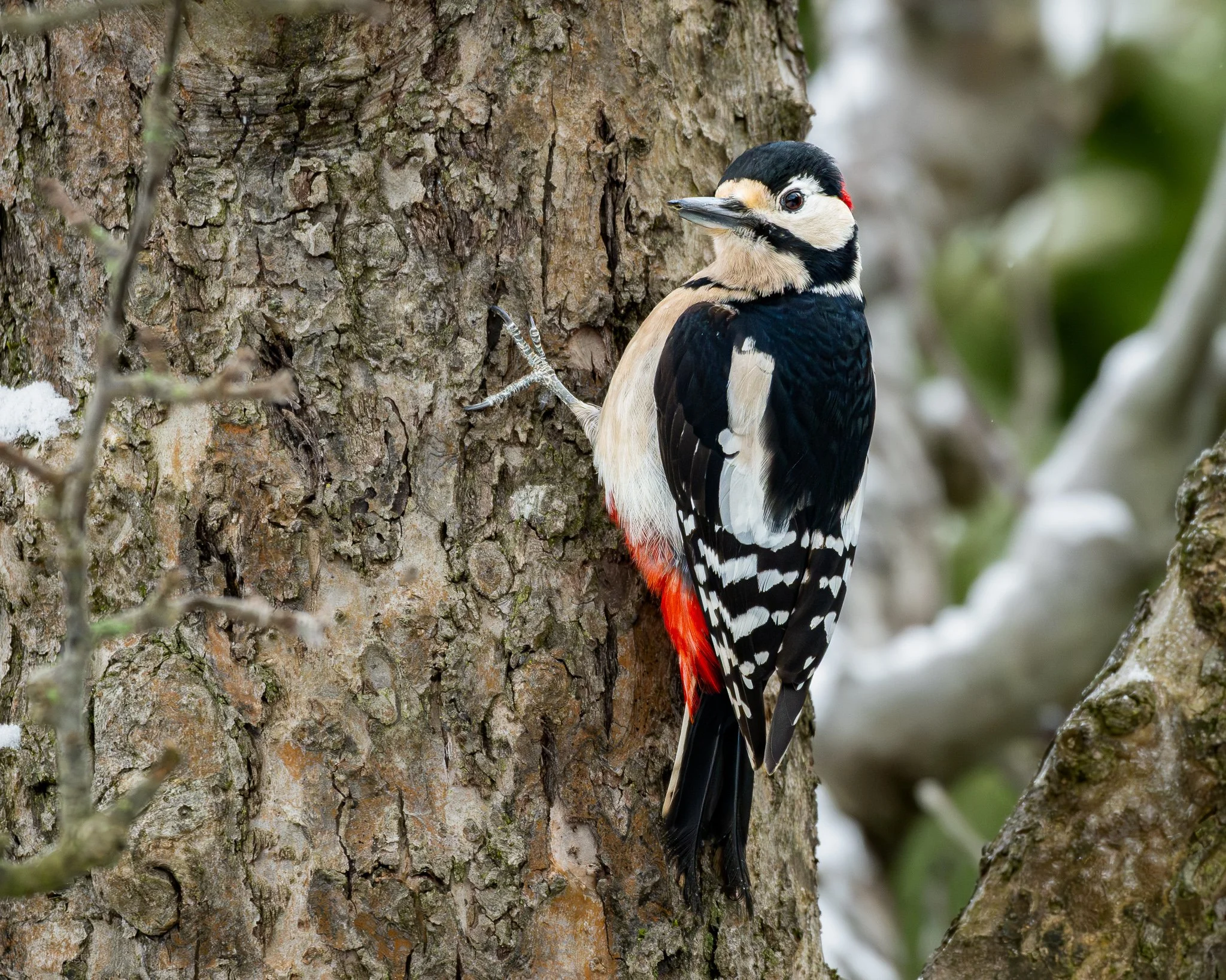 A Great Spotted Woodpecker with black, white, and red feathers clinging to the side of a tree trunk.