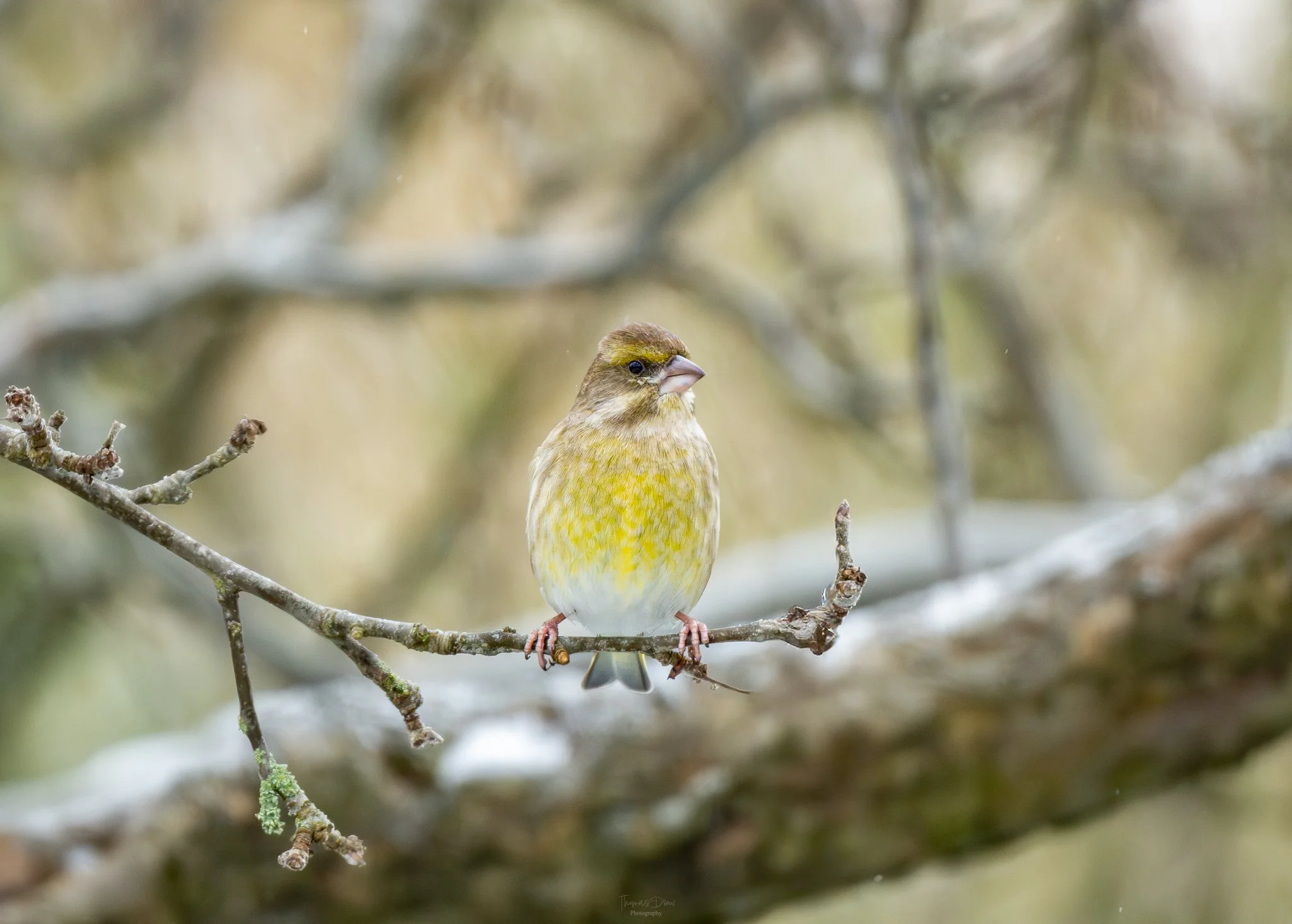 A Greenfinch, a small bird with yellow and brown feathers sitting on a thin branch surrounded by blurry branches and foliage.