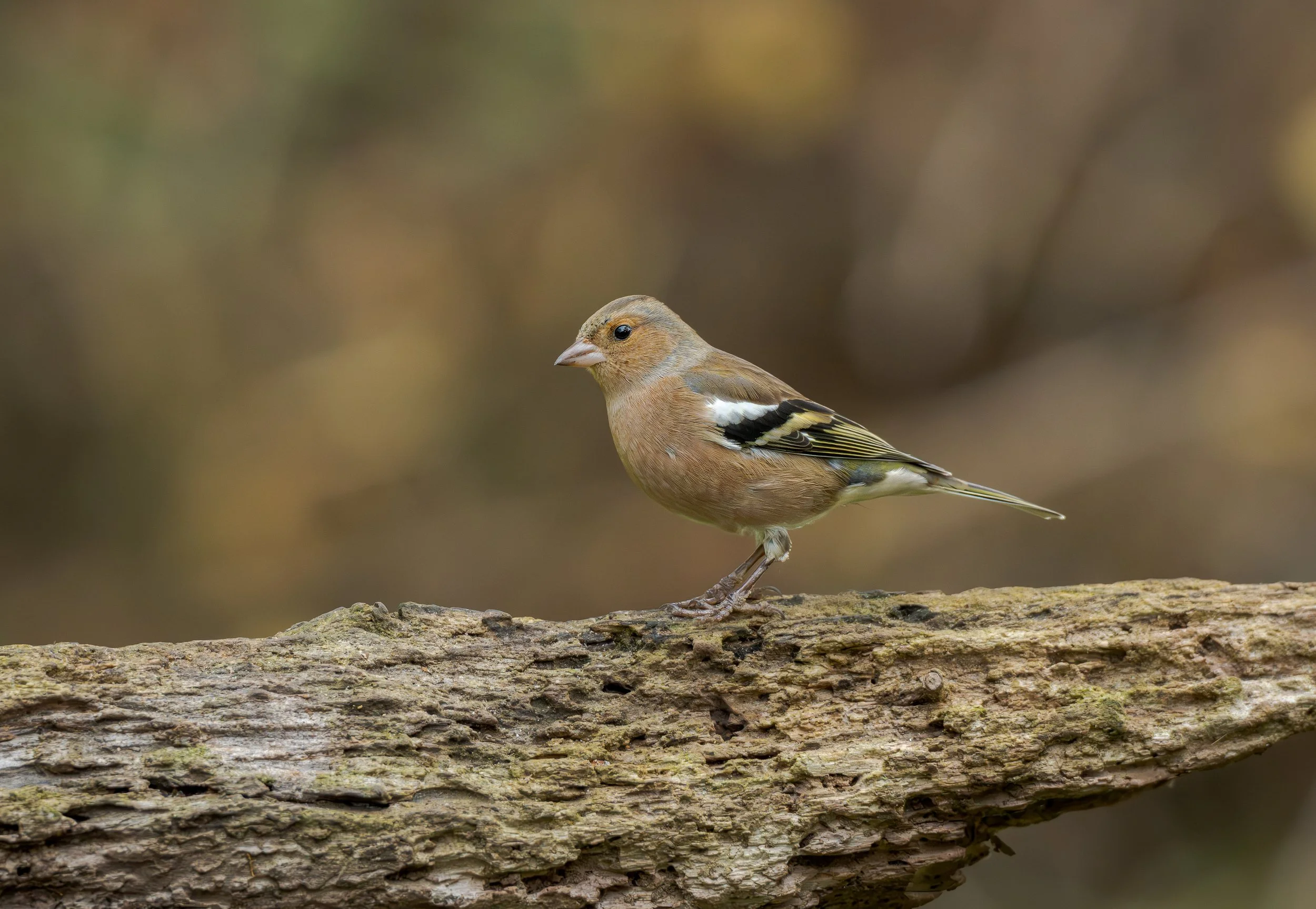 Chaffinch perched on a log print