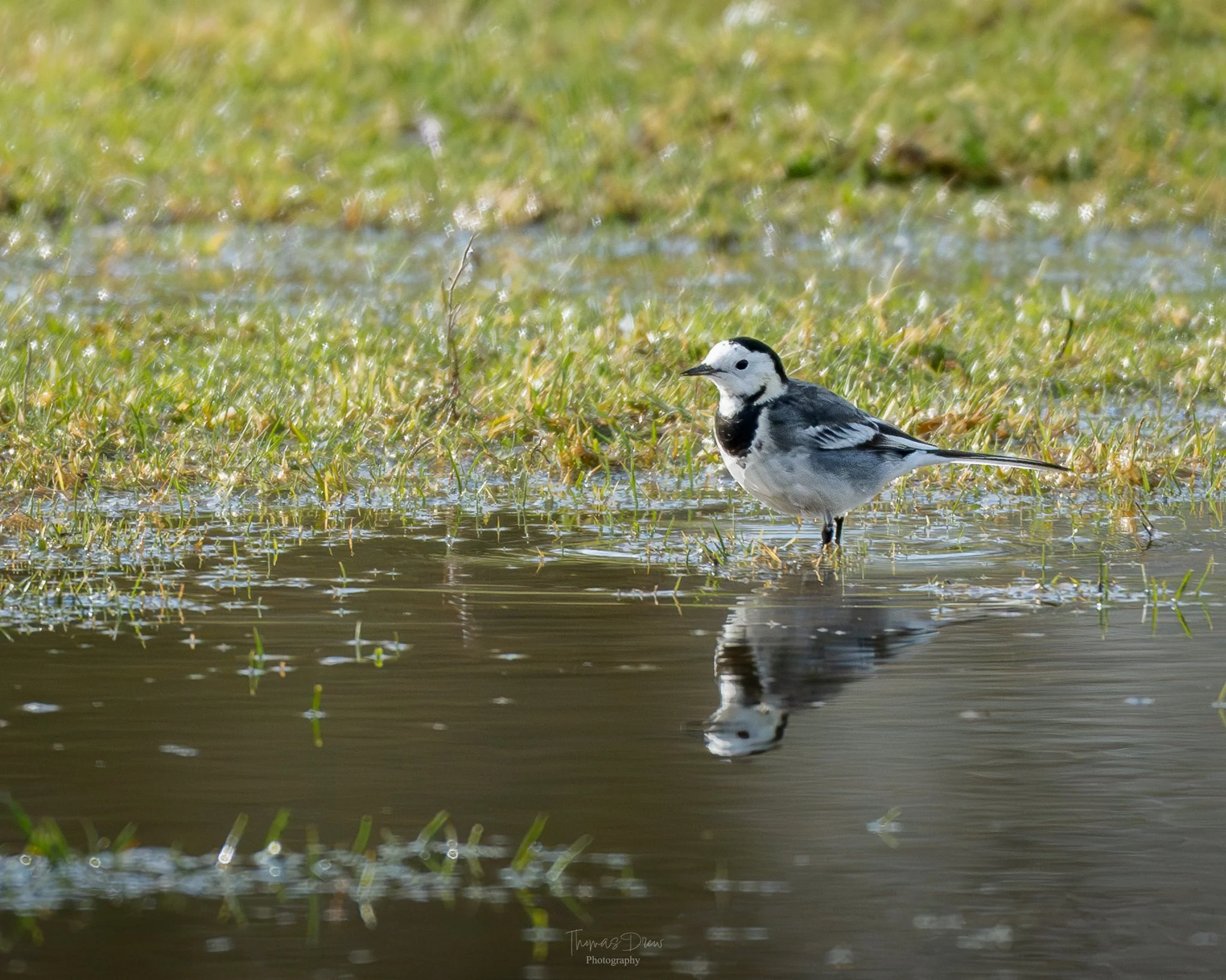 Image of a Pied Wagtail, a black and white bird standing in a shallow pool of water, with a grassy, marshy background and its reflection visible in the water.